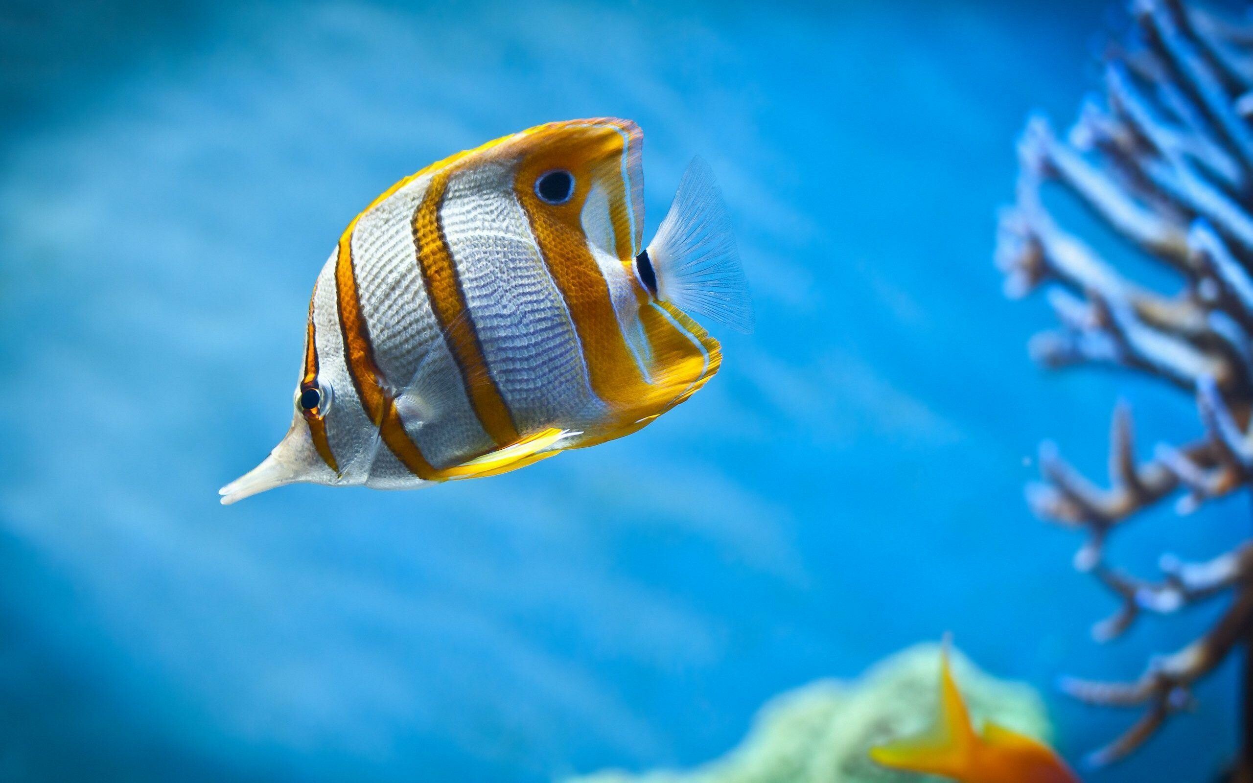 Fish: Copperband butterflyfish, Identified by the yellow banding and long snout. 2560x1600 HD Wallpaper.