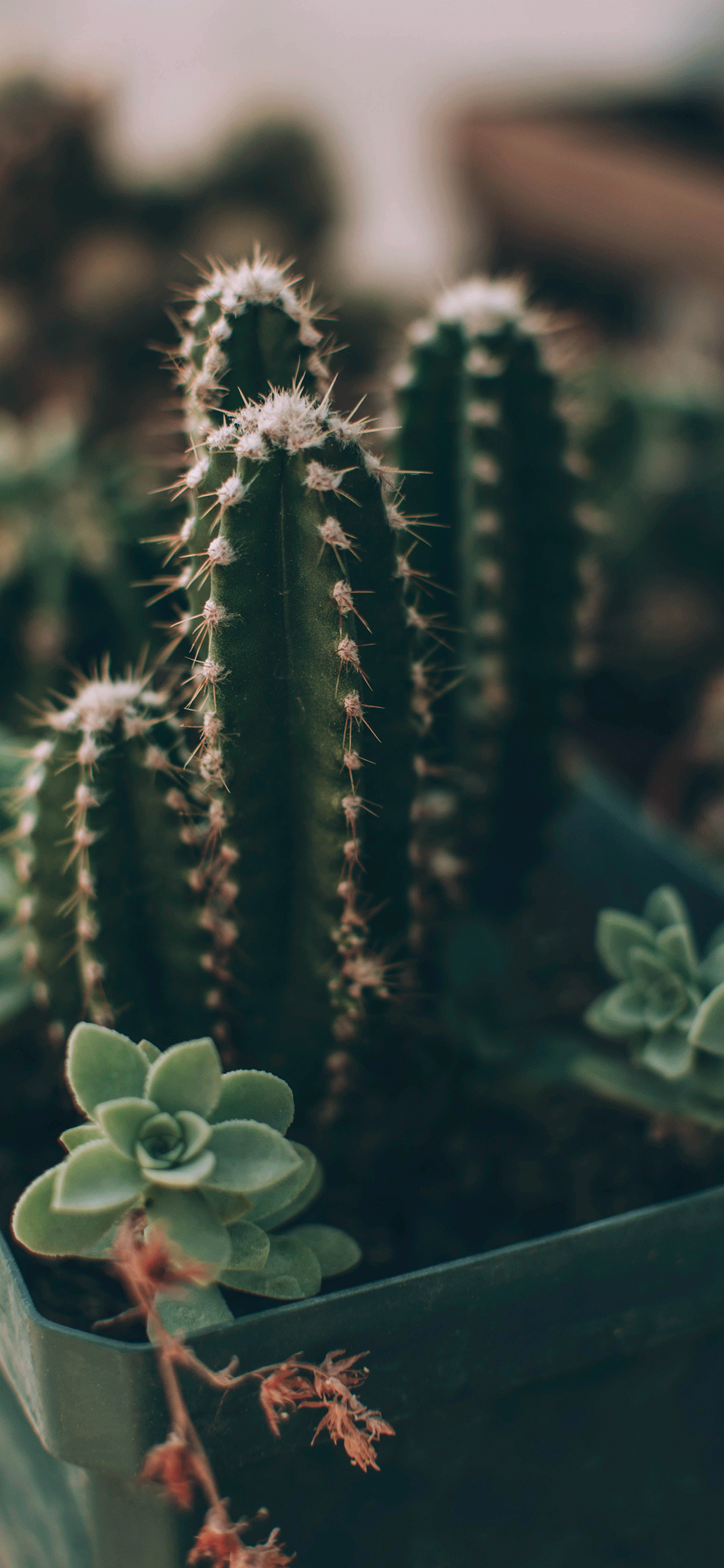 Cactus: Stems are often ribbed or fluted with a number of ribs. 1250x2690 HD Wallpaper.