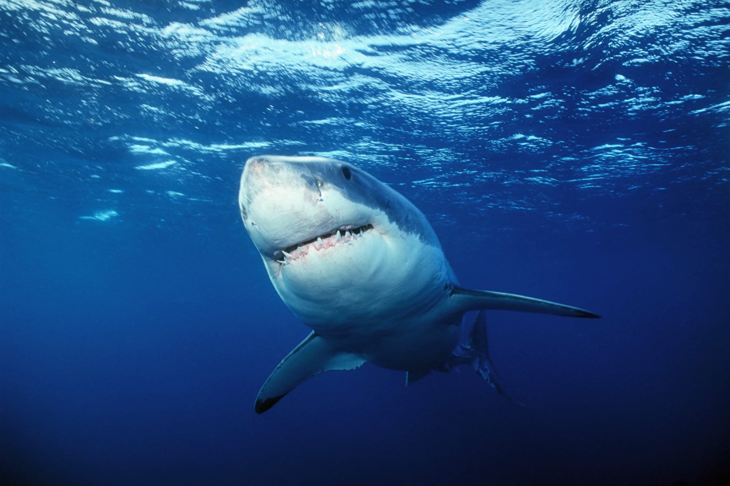 Great White Shark: A species of large predatory fish found in coastal and open ocean waters. 2930x1950 HD Background.
