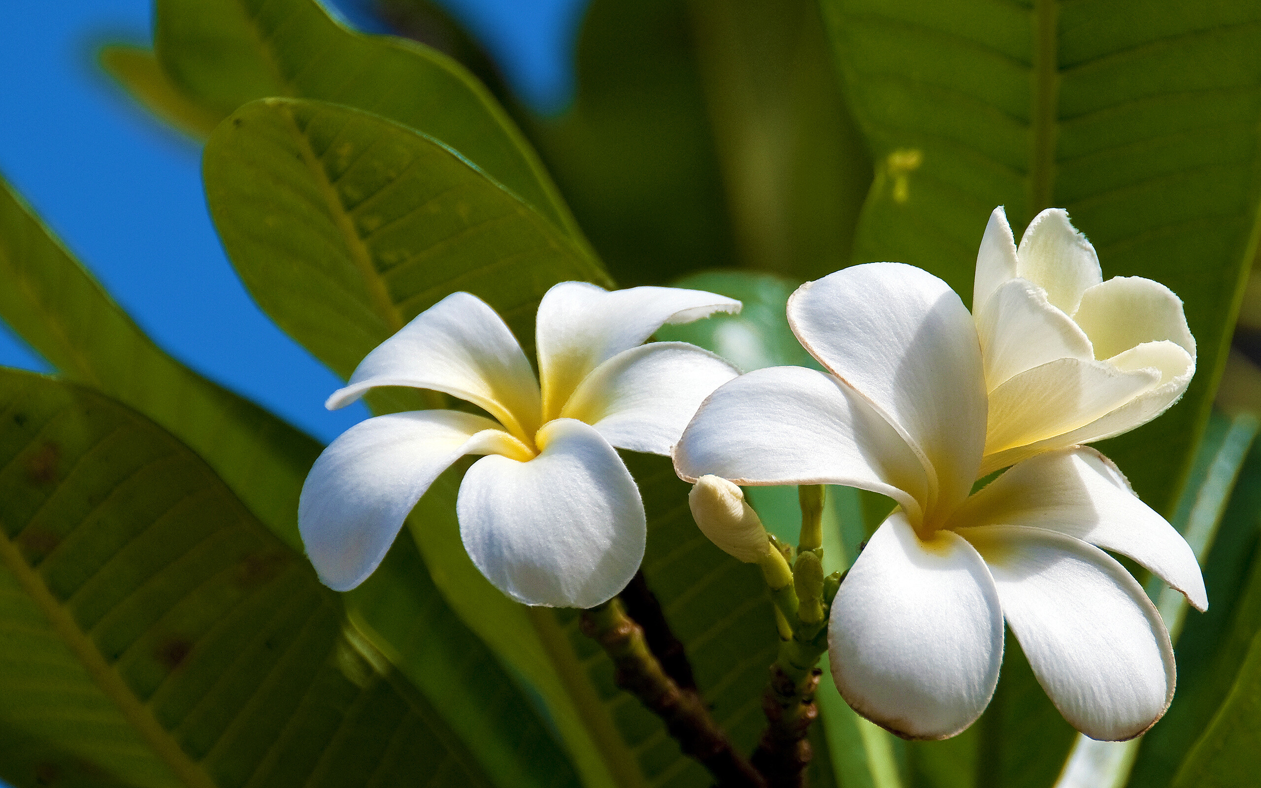 Plumeria Wallpapers (34 images) - WallpaperCosmos
