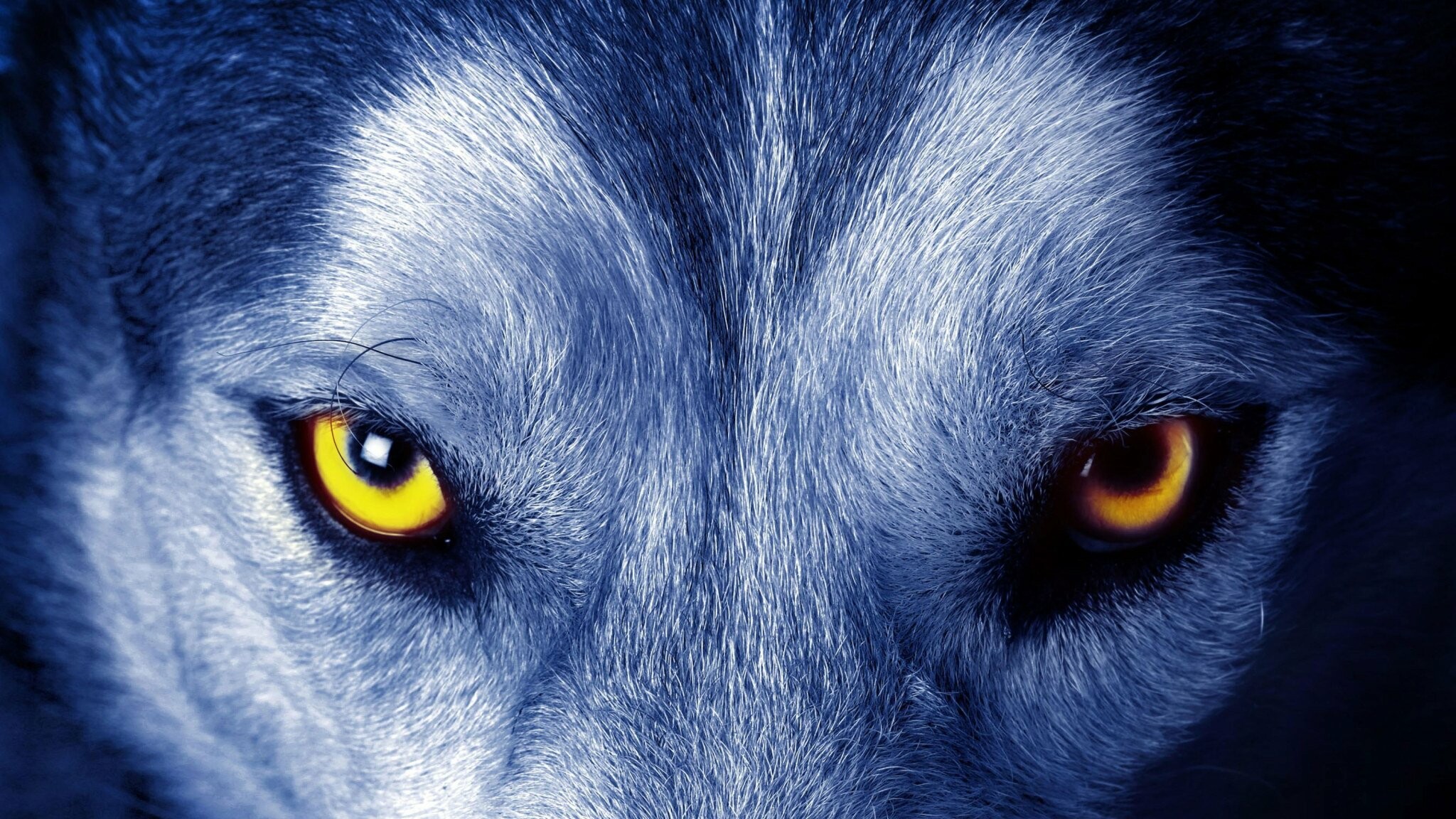 Wolf: Wolves are territorial and generally establish territories far larger than they require to survive assuring a steady supply of prey. 2050x1160 HD Wallpaper.
