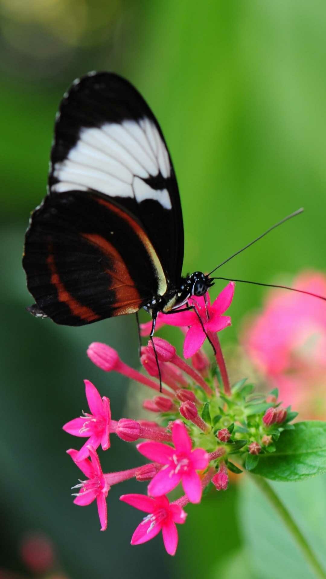 Butterfly wallpaper, Delicate and beautiful creatures, Colorful and vibrant, Symbol of transformation, 1080x1920 Full HD Phone