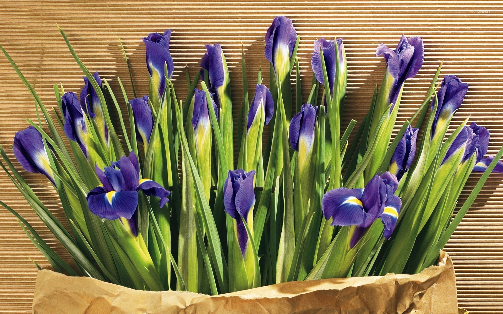 Iris flowers, Purple blossoms, Macro photography, Vibrant nature, 1920x1200 HD Desktop