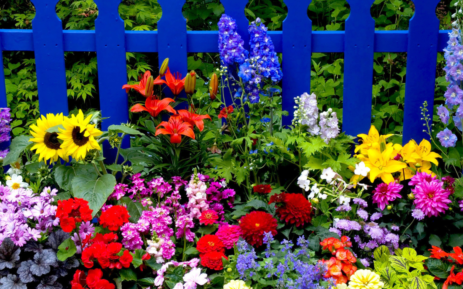 Summer flowers, Vibrant wallpapers, Garden bliss, Breathtaking beauty, 1920x1200 HD Desktop