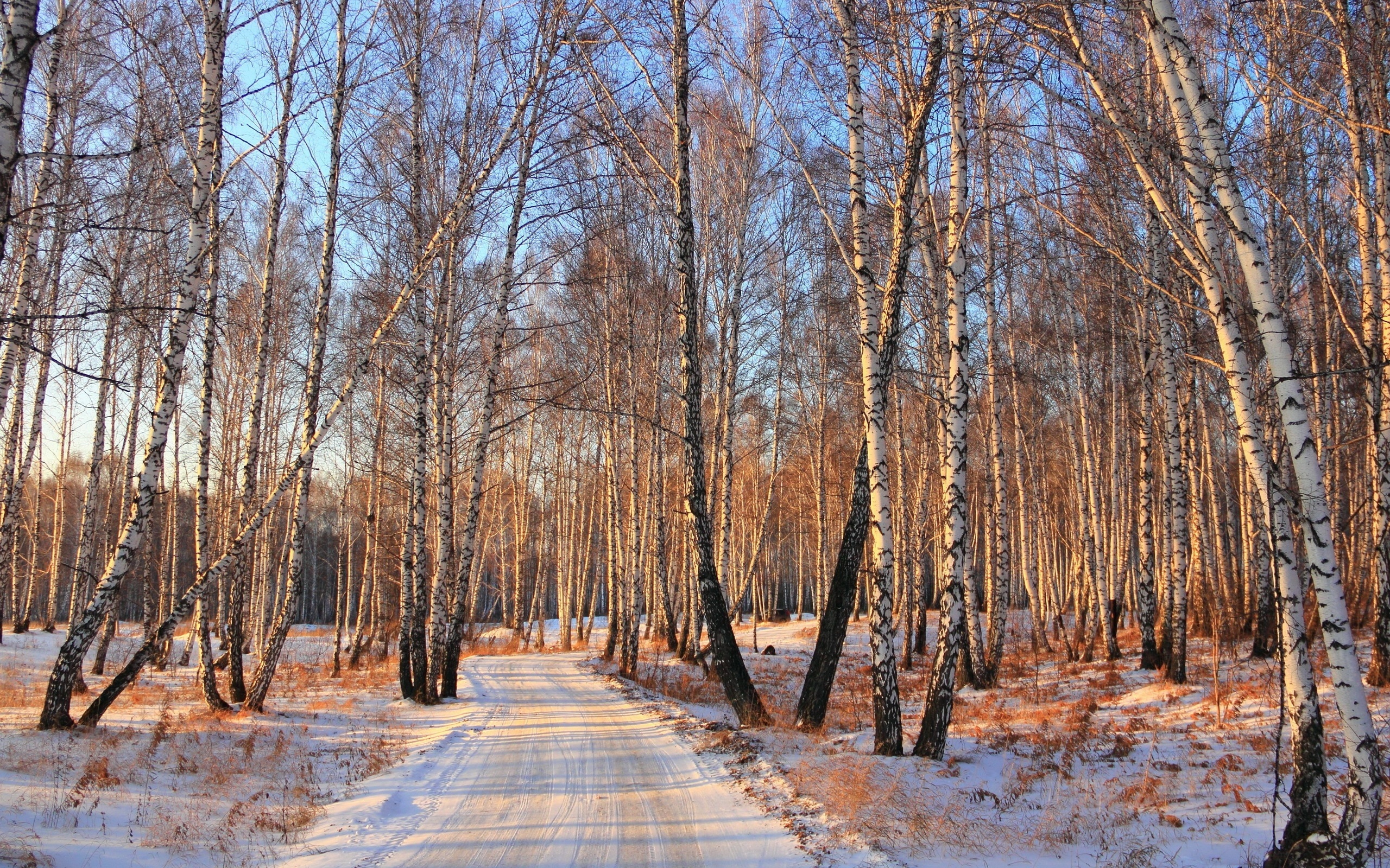 Snow winter birch woods, Road wallpaper, Nature, Landscape, 2560x1600 HD Desktop