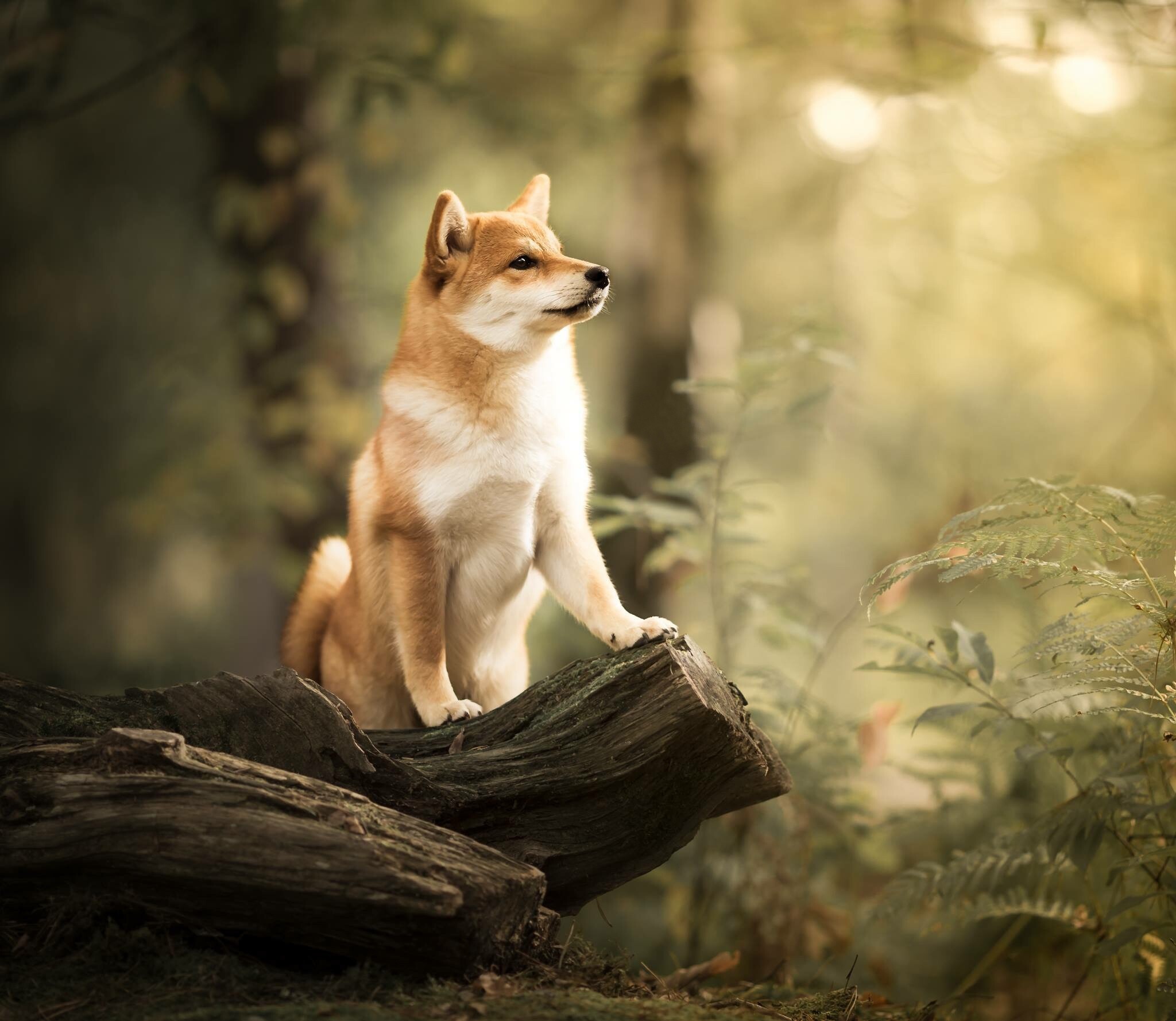 Shiba Inu: The breed is double-coated, with the outer coat being stiff and straight and the undercoat soft and thick. 2050x1780 HD Background.