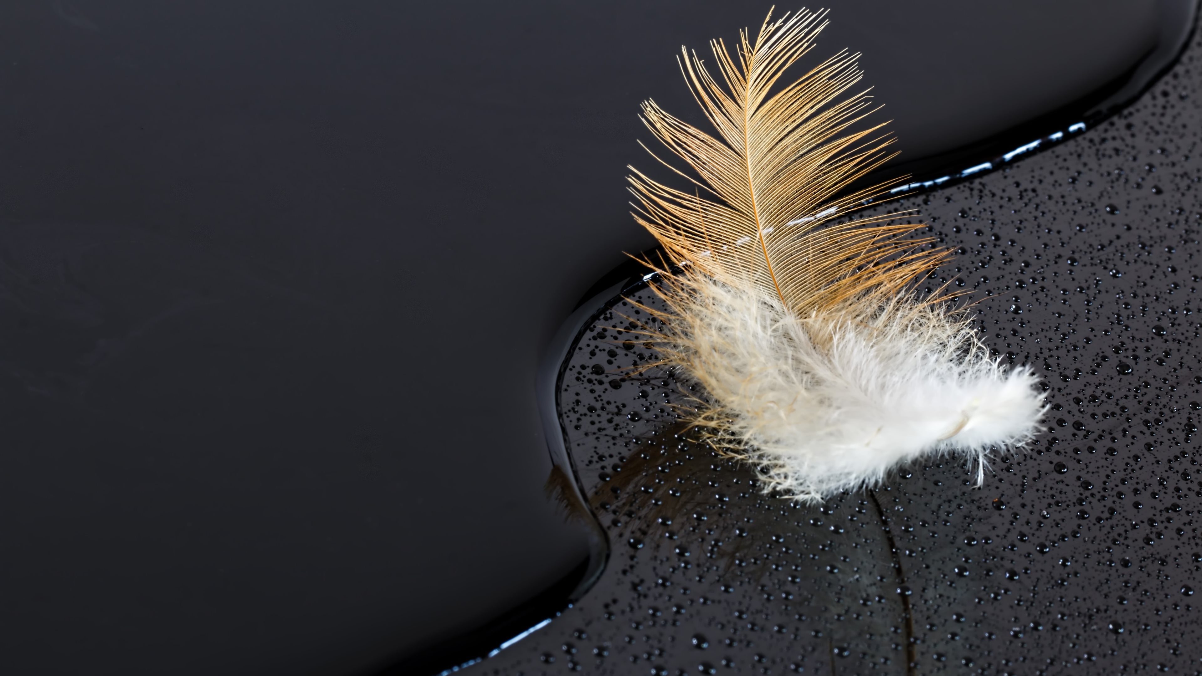 Feather: One of the many soft, light things that cover a bird's body. 3840x2160 4K Background.
