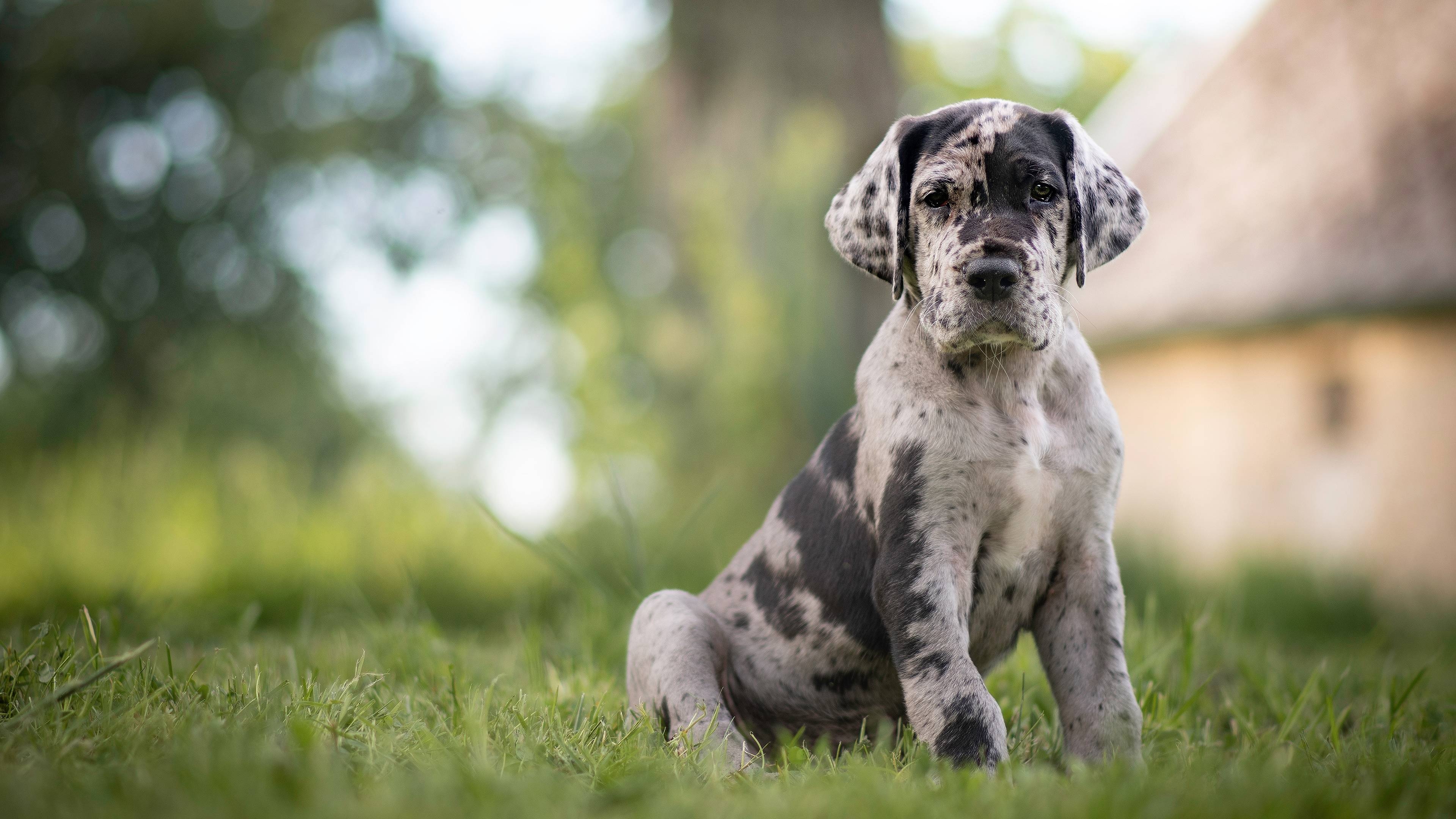 Great Dane: A large sized dog breed, German Mastiff, Descends from hunting dogs from the Middle Ages. 3840x2160 4K Wallpaper.