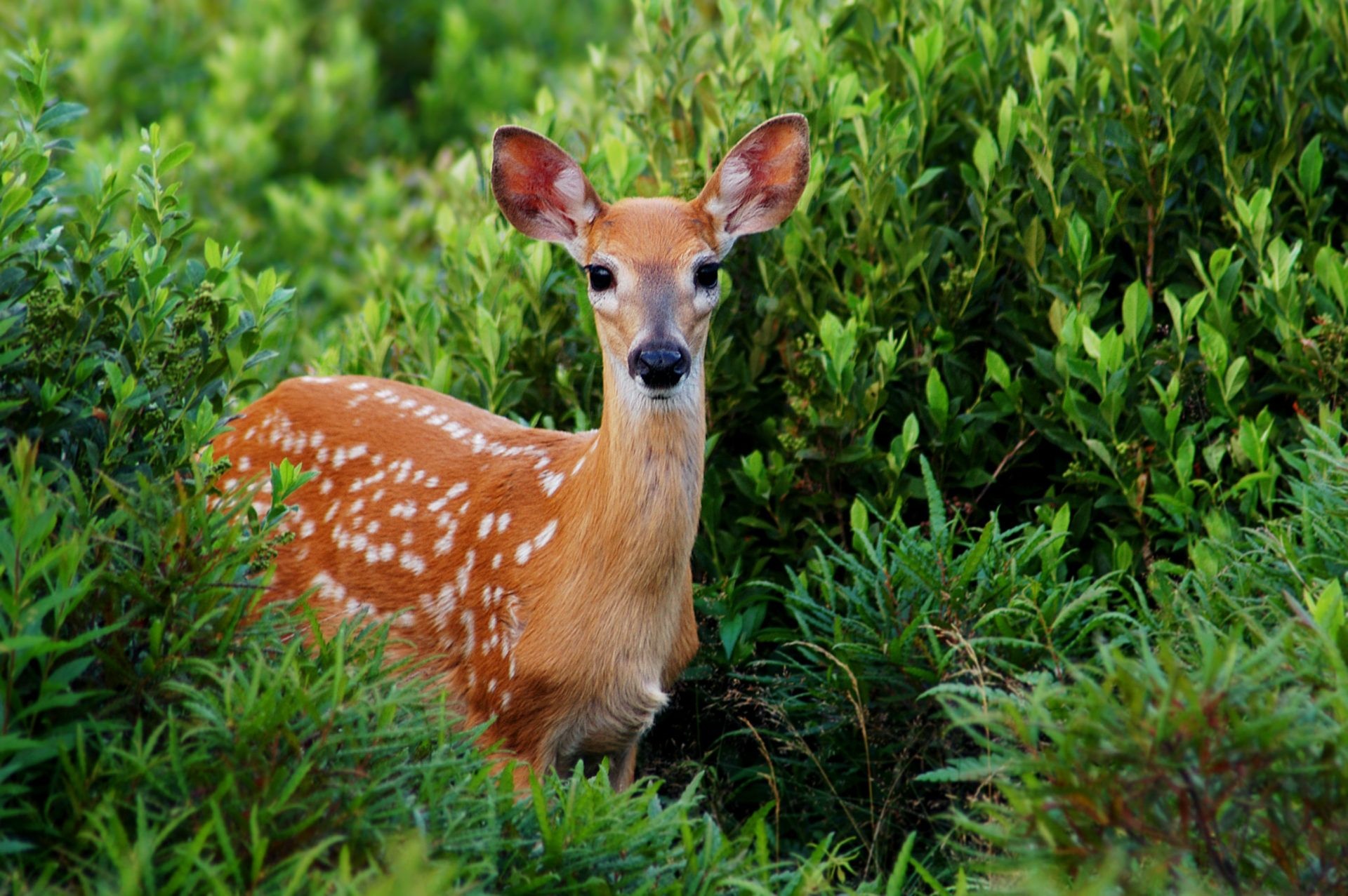 Nature's beauty, Serene deer, Majestic wildlife, Tranquil scene, 1920x1280 HD Desktop