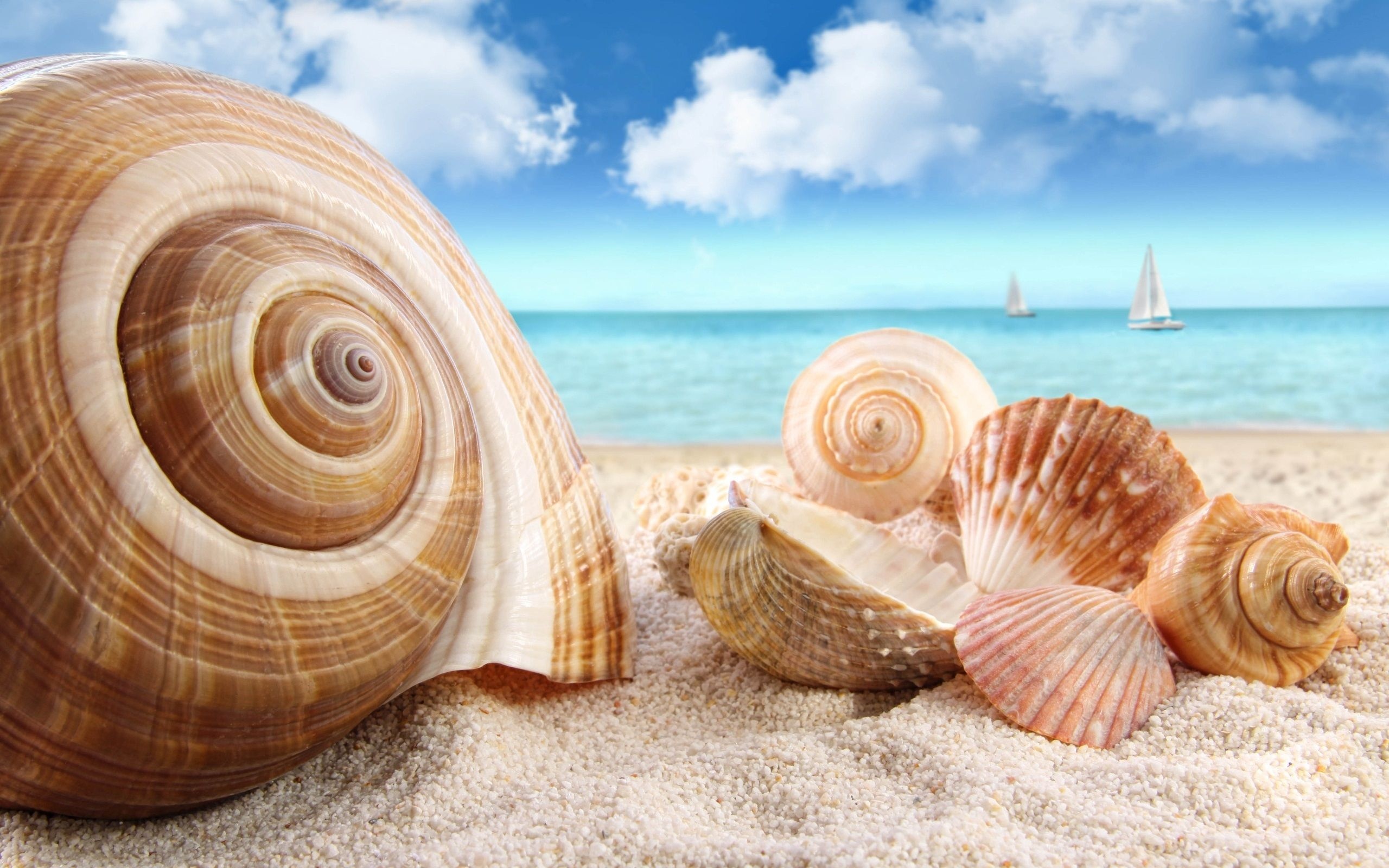 Sea Shell: Have been used as currency, Monetaria moneta, Sand. 2560x1600 HD Background.