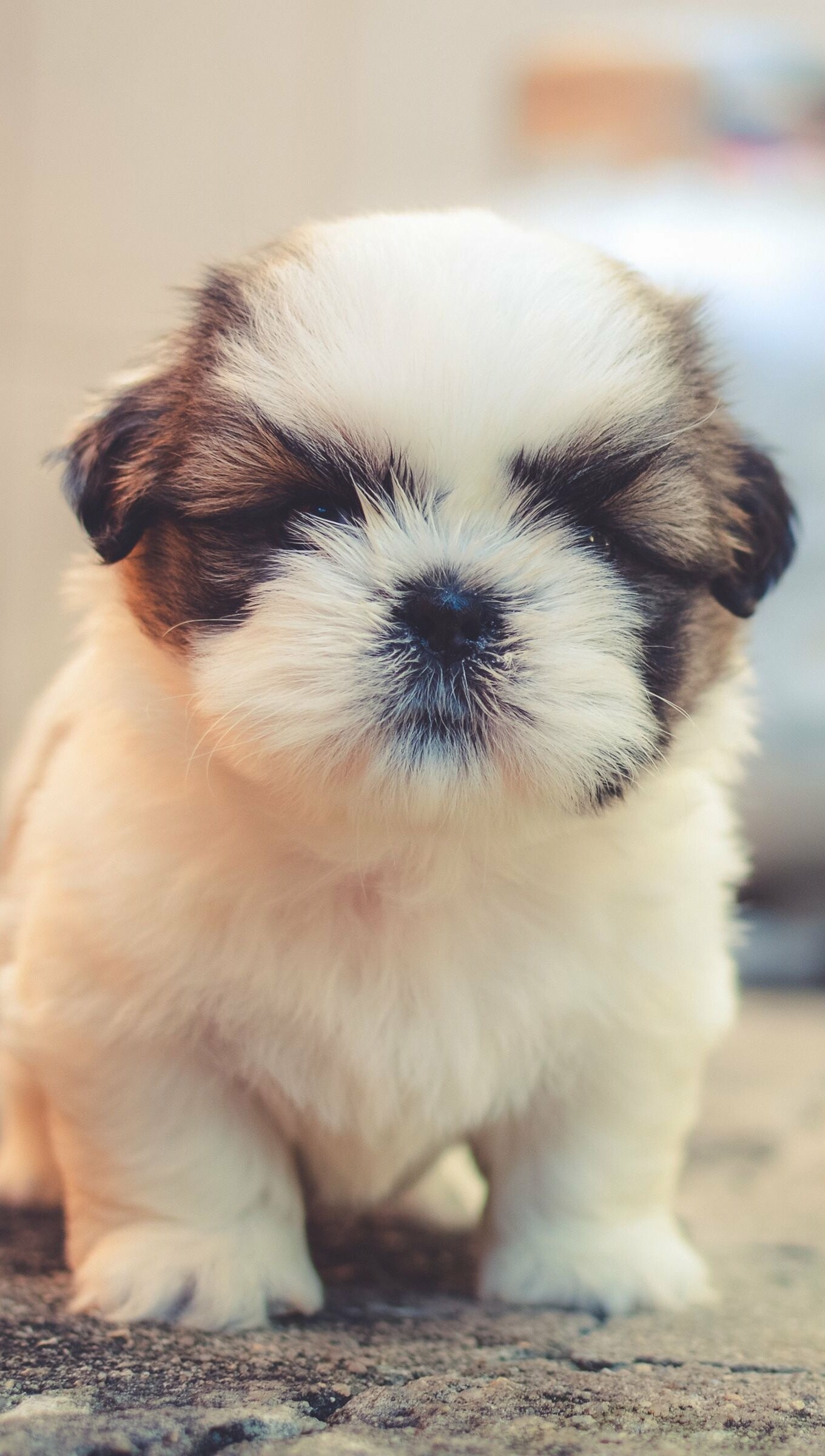 Puppy: Shih Tzu, A toy dog breed originating from Tibet. 1360x2400 HD Wallpaper.
