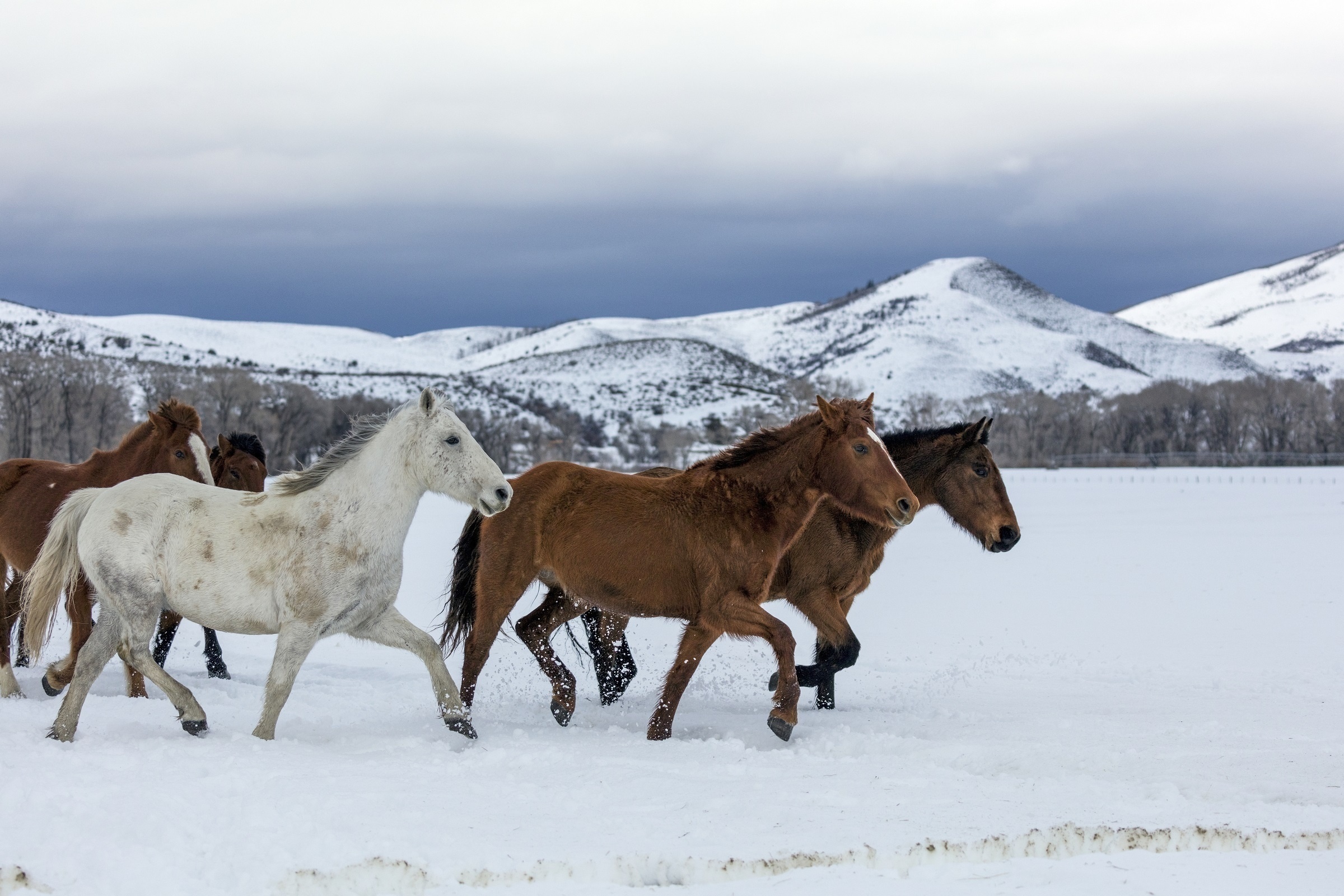Horses in the snow, Winter horse photography, Herd in the snow, Striking mountain backdrop, 2400x1600 HD Desktop