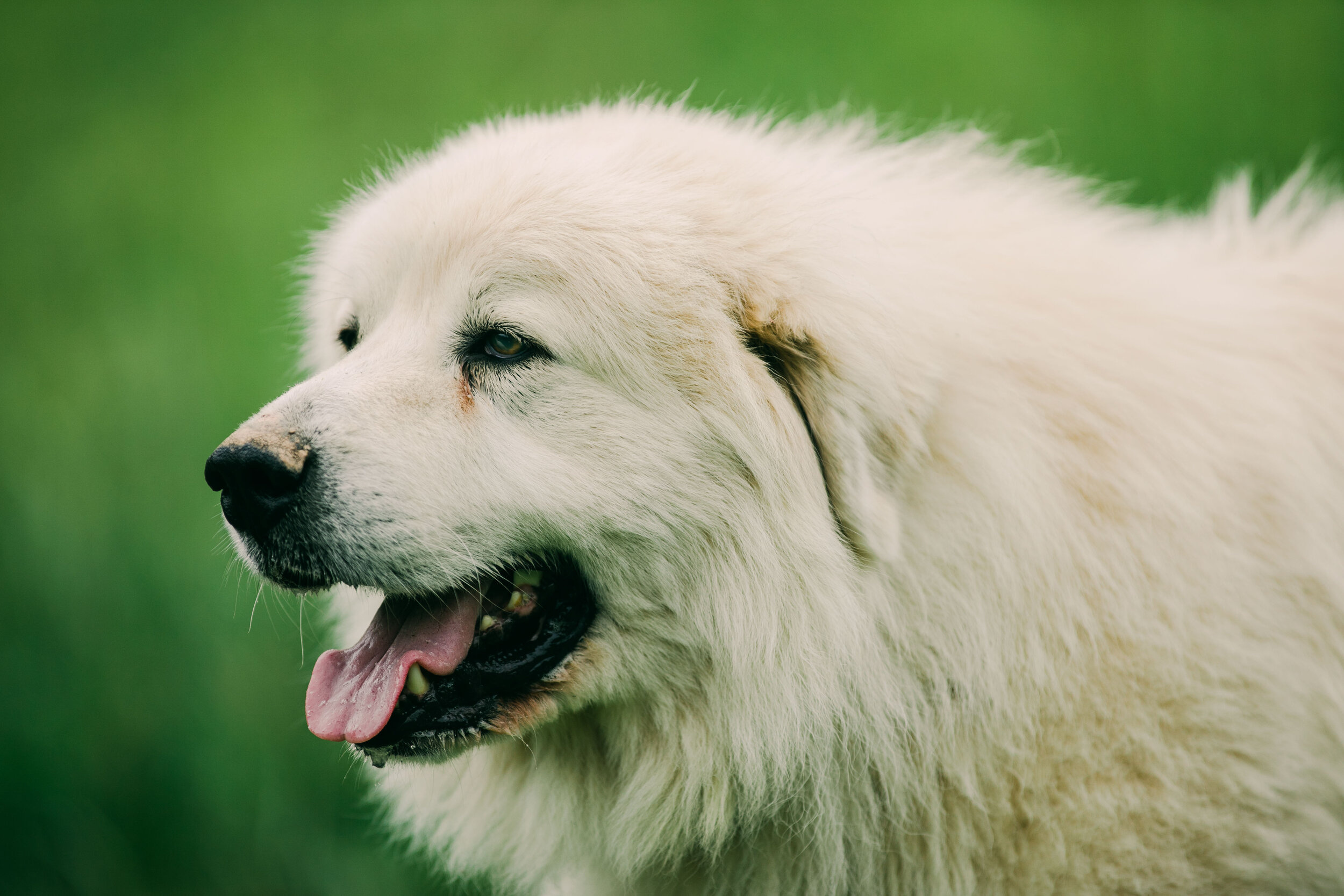Great Pyrenees Wallpapers (30+ images inside)