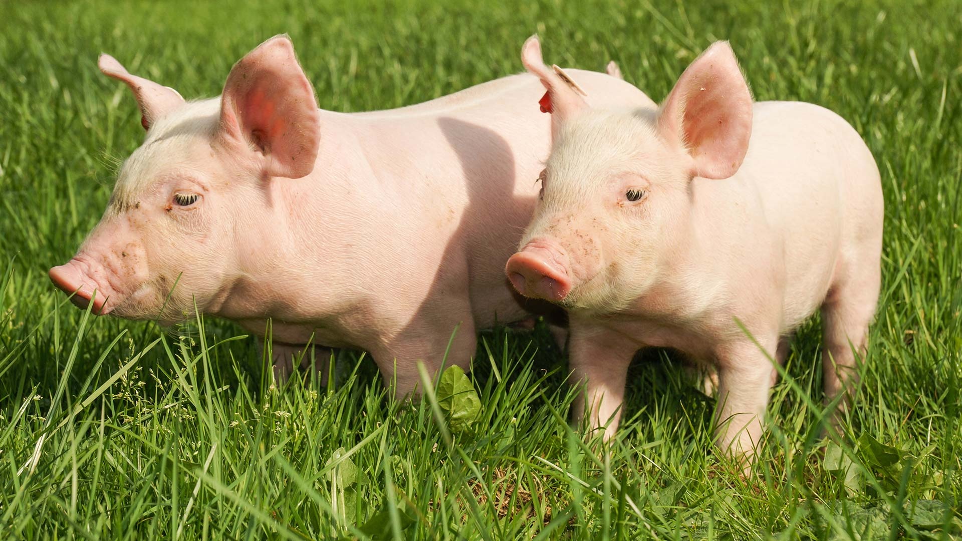 Sarcoptes pig info, Pig health tips, Veterinary advice, Farm animal care, 1920x1080 Full HD Desktop