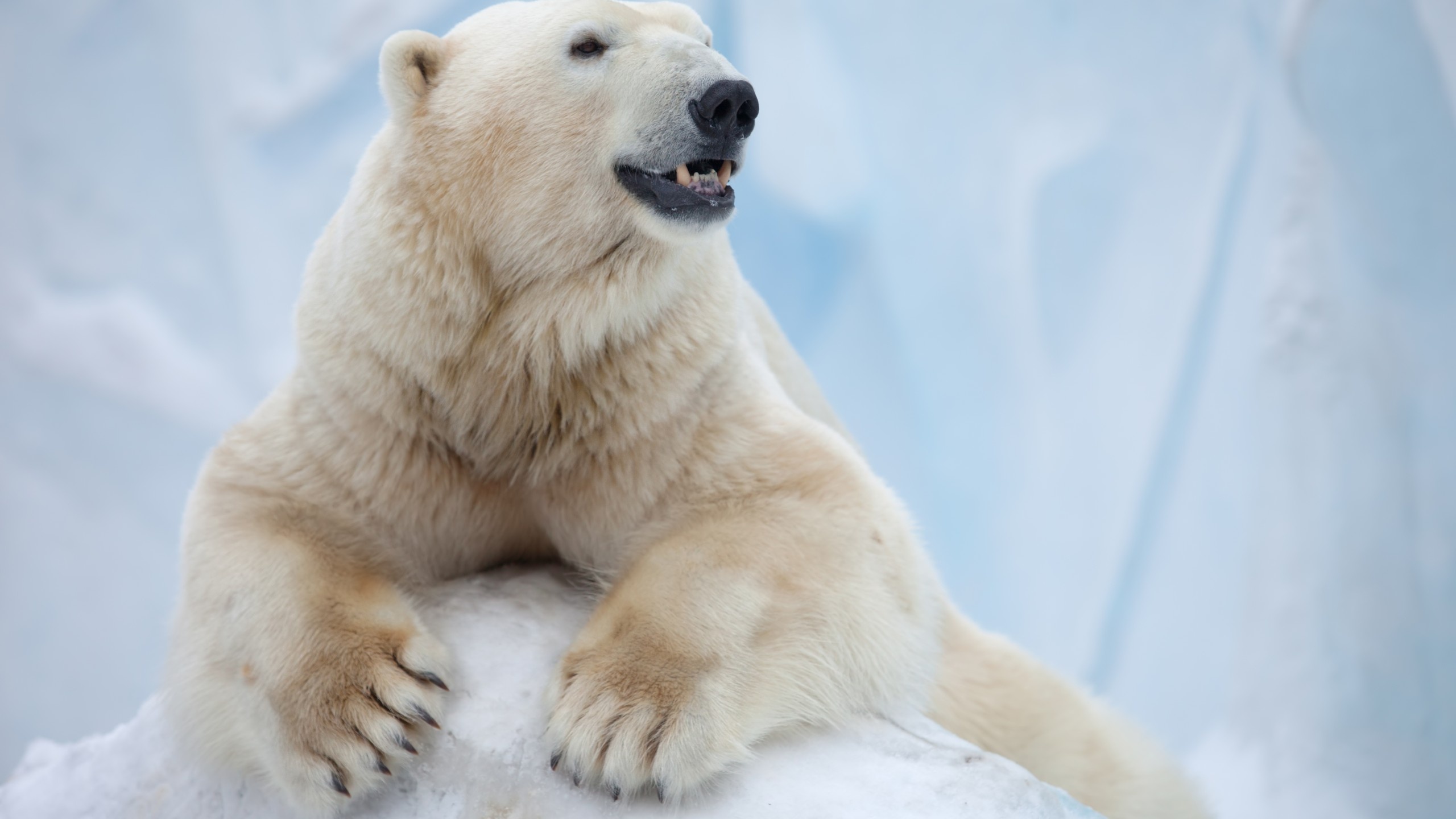 Antarctic bear, Arctic explorers, Remote beauty, Ice-bound habitat, 2560x1440 HD Desktop