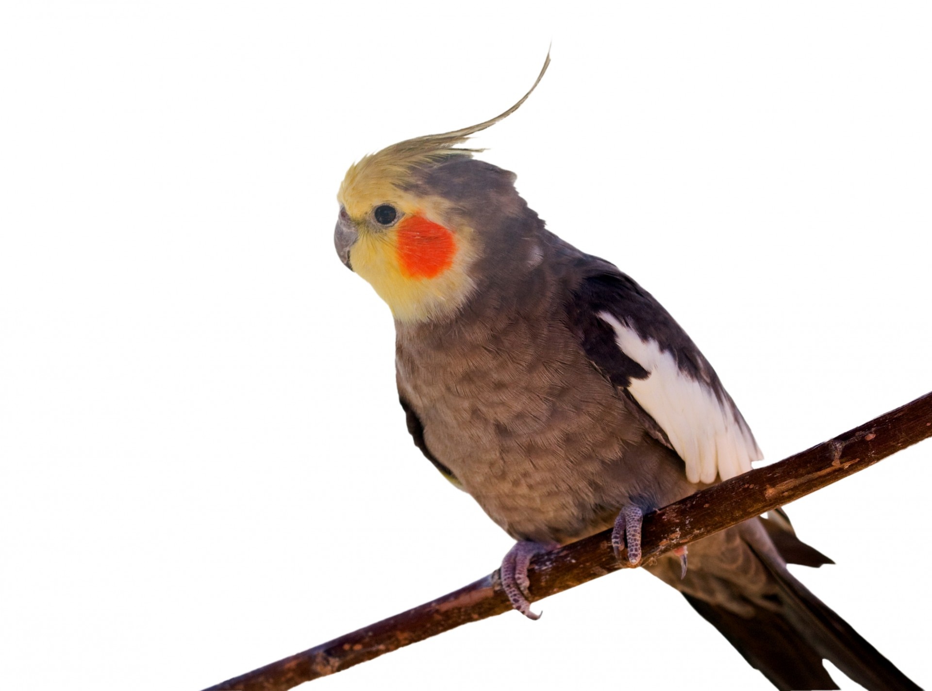 Cockatiel bird, White background, Vector clip art, Free images, 1920x1430 HD Desktop