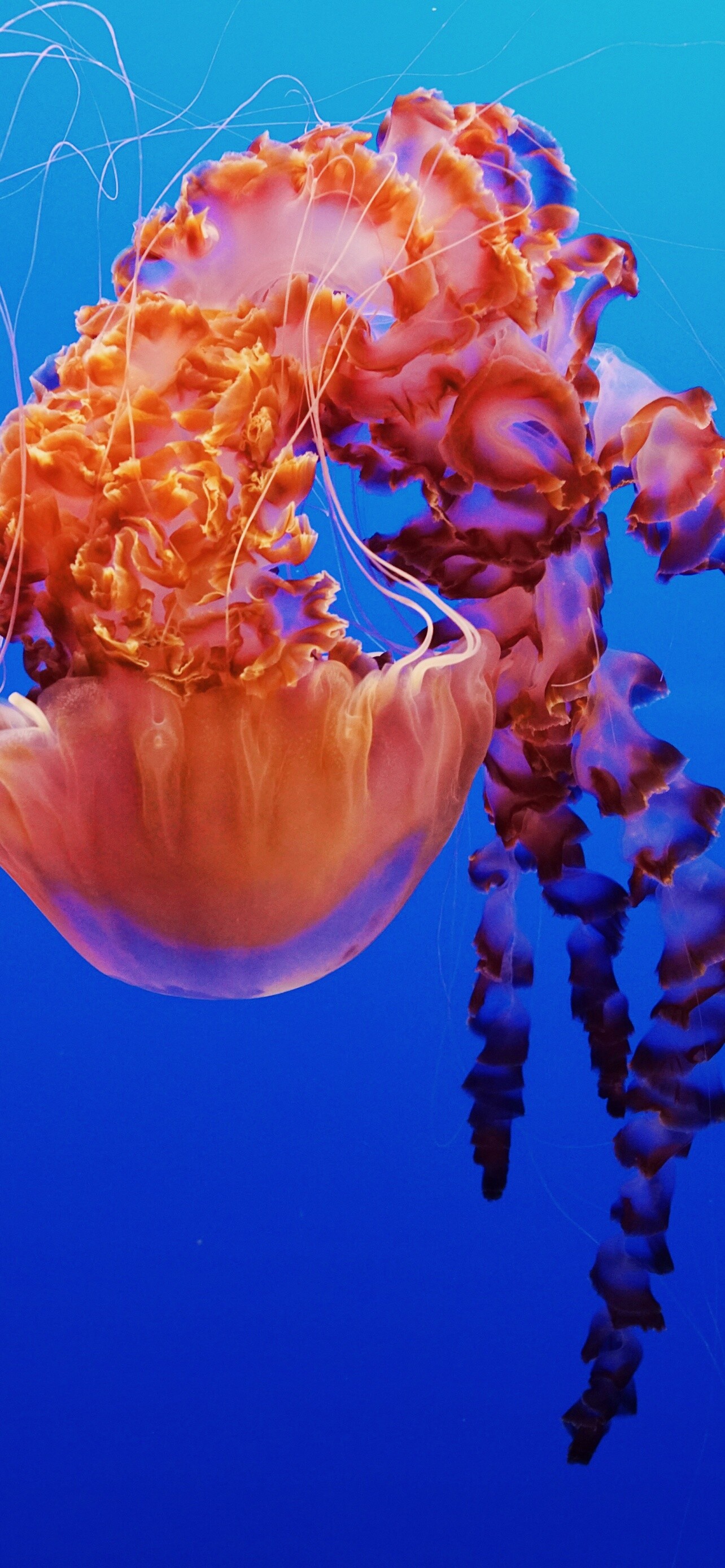 Glowing Jellyfish: Black Sea Nettle, One of the giant jellyfish species, Bells reaching over three feet. 1290x2780 HD Wallpaper.