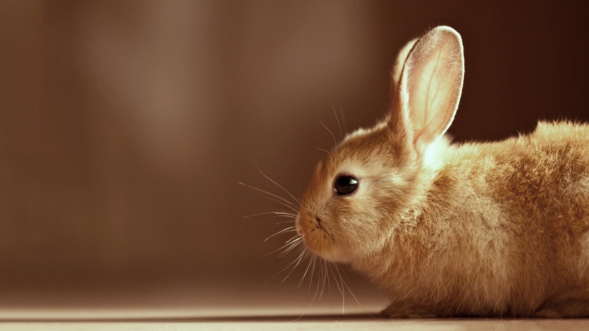 Rabbit: Bunny, Herbivore, Close relative of hare. 1920x1080 Full HD Wallpaper.