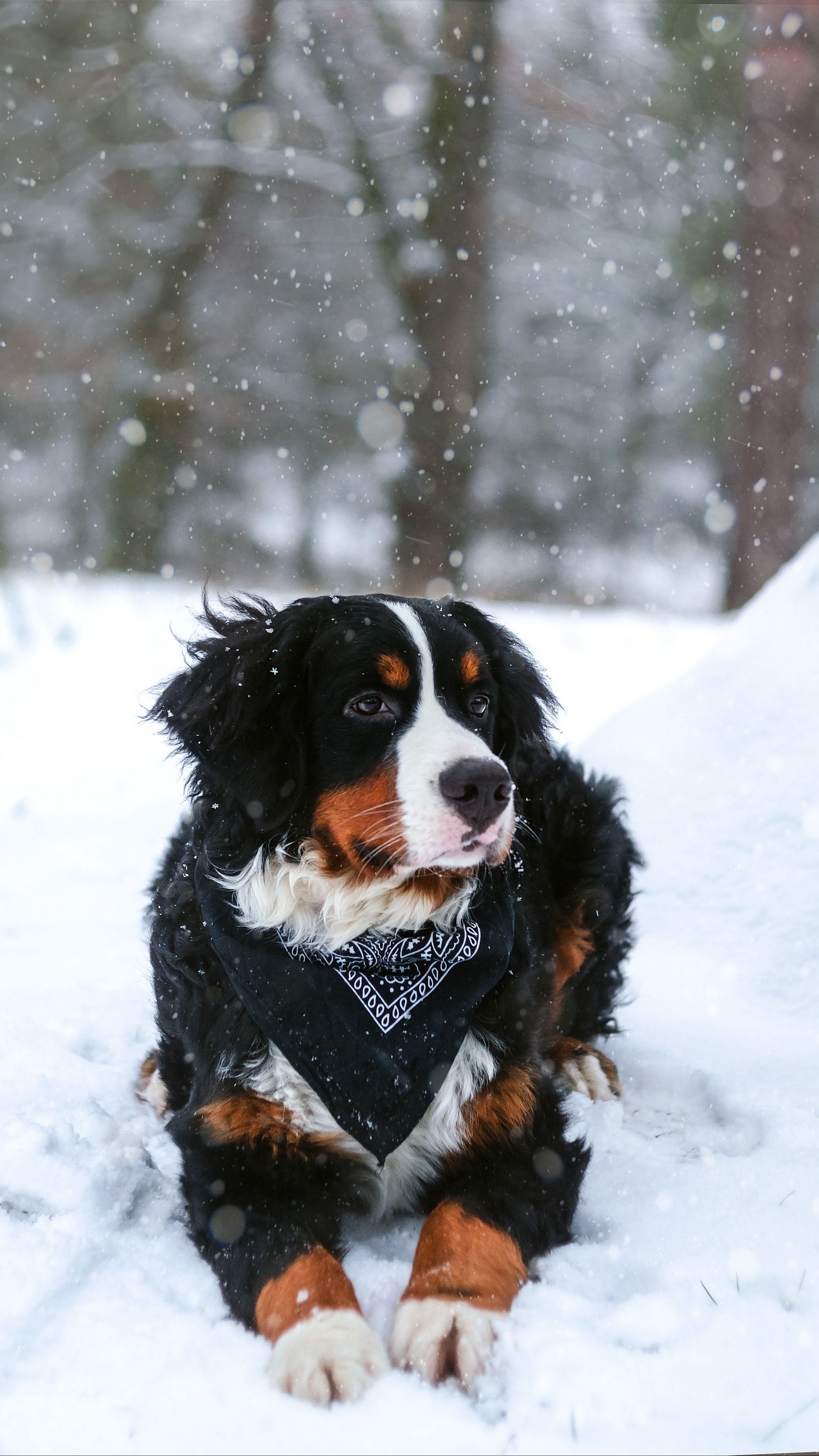 Aidi Dog, Winter wonderland, Playful snow, Canine joy, 2160x3840 4K Phone