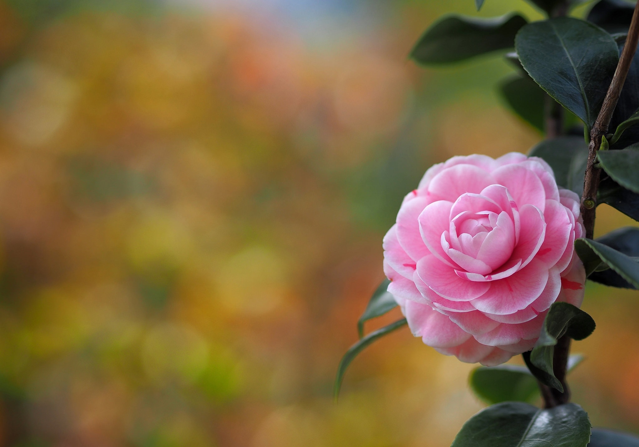 Camellia flower, Blooming petals, HD photo, Floral beauty, 2050x1440 HD Desktop
