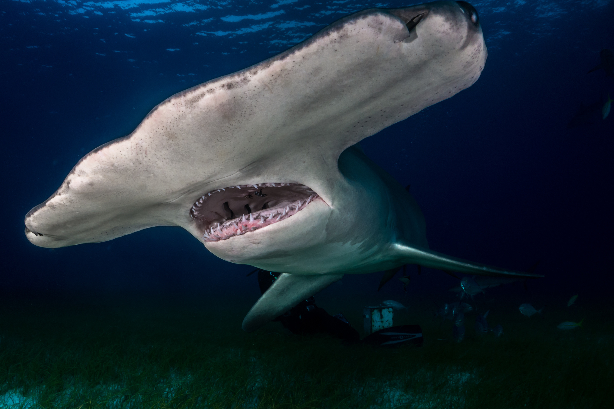 Curious hammerhead shark, Familiar kayak fisherman, 10-foot presence, Thrilling encounter, 2130x1420 HD Desktop