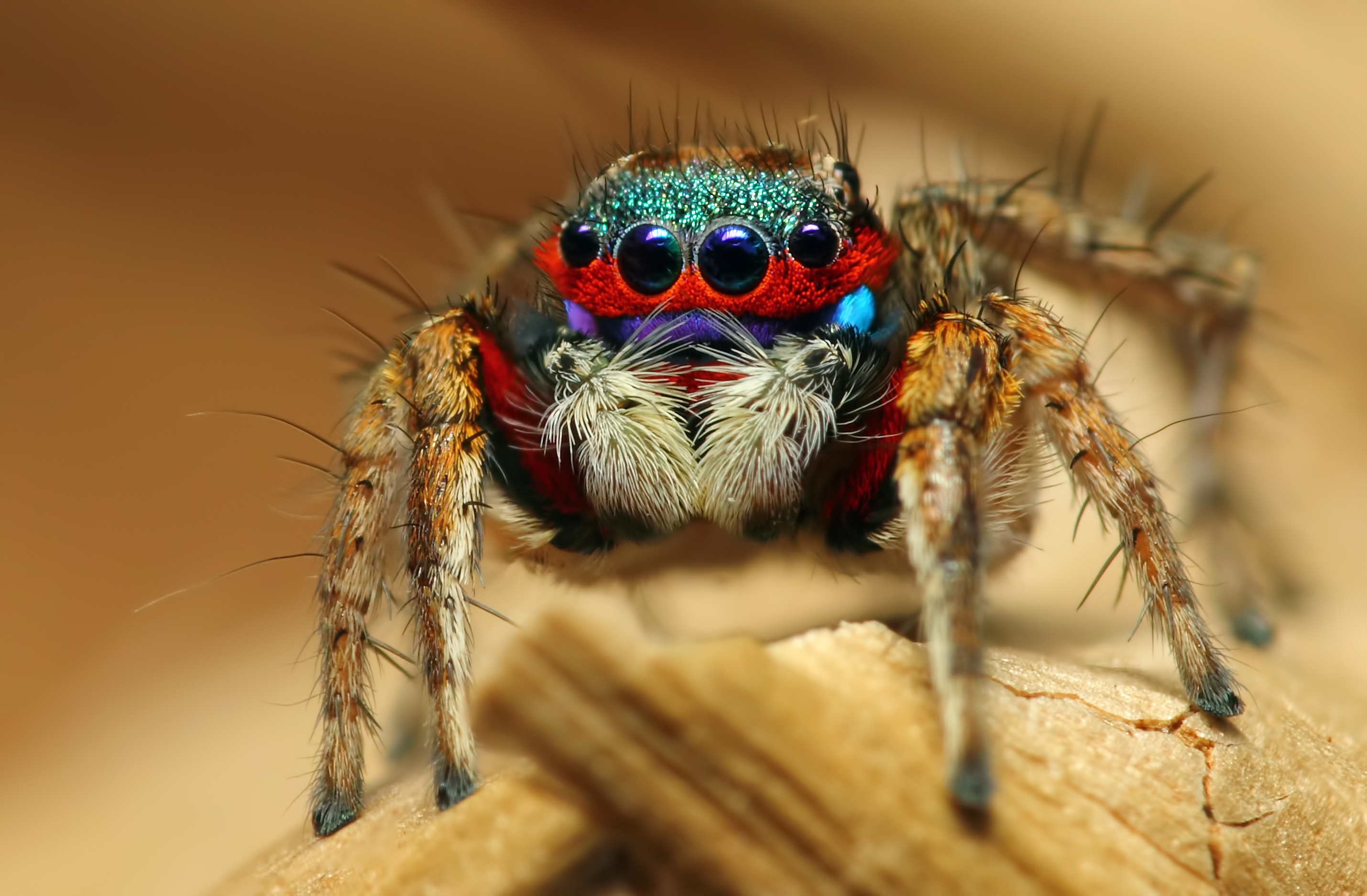 Spider, Jumping spider, Striking wallpapers, Incredible agility, 2860x1880 HD Desktop