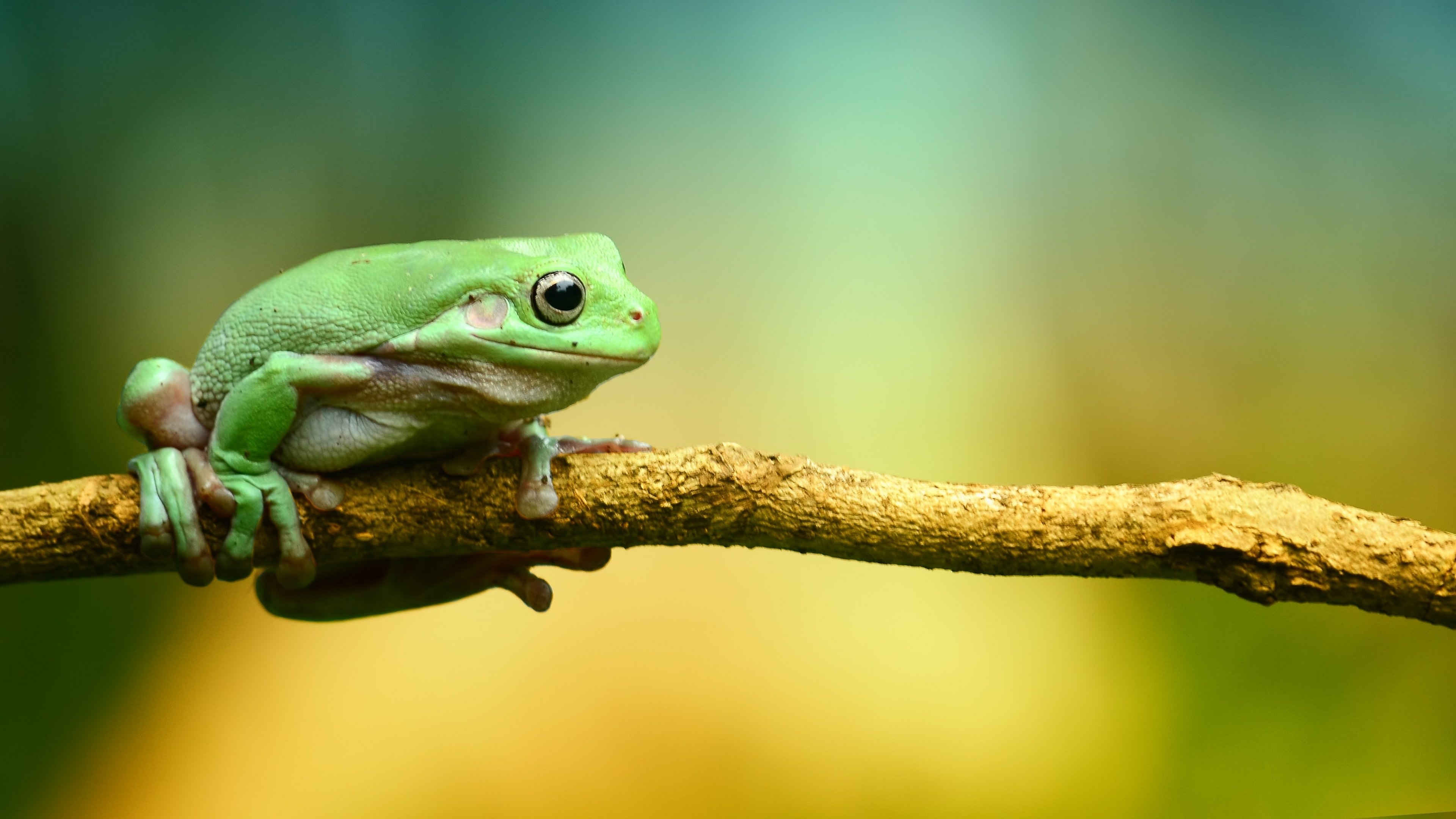 Frog wallpapers, Animal backgrounds, Wallpaper collection, Nature-themed, 3840x2160 4K Desktop