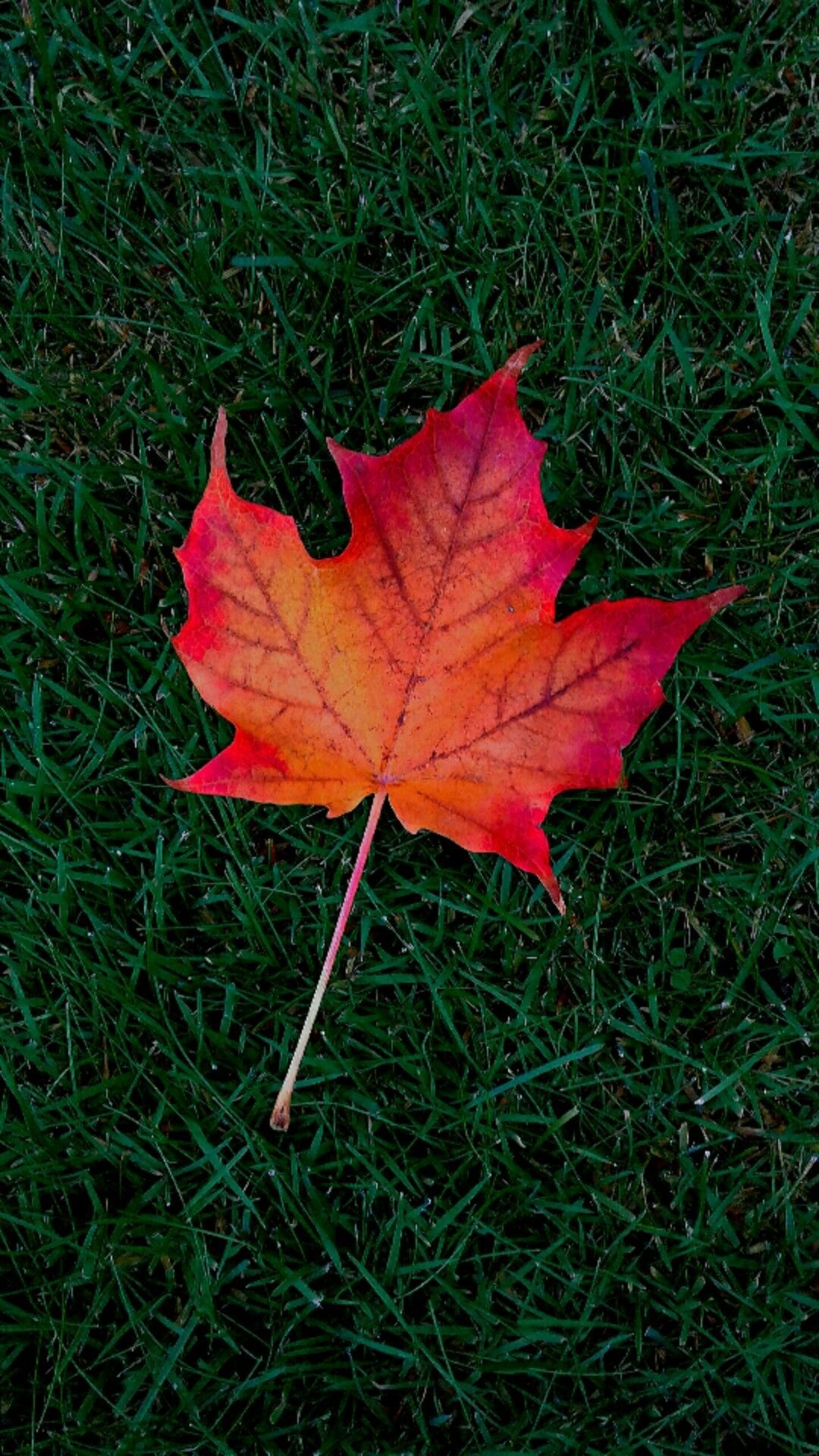 Maple leaves, Natural wonders, Fall season, Vibrant display, 1080x1920 Full HD Handy