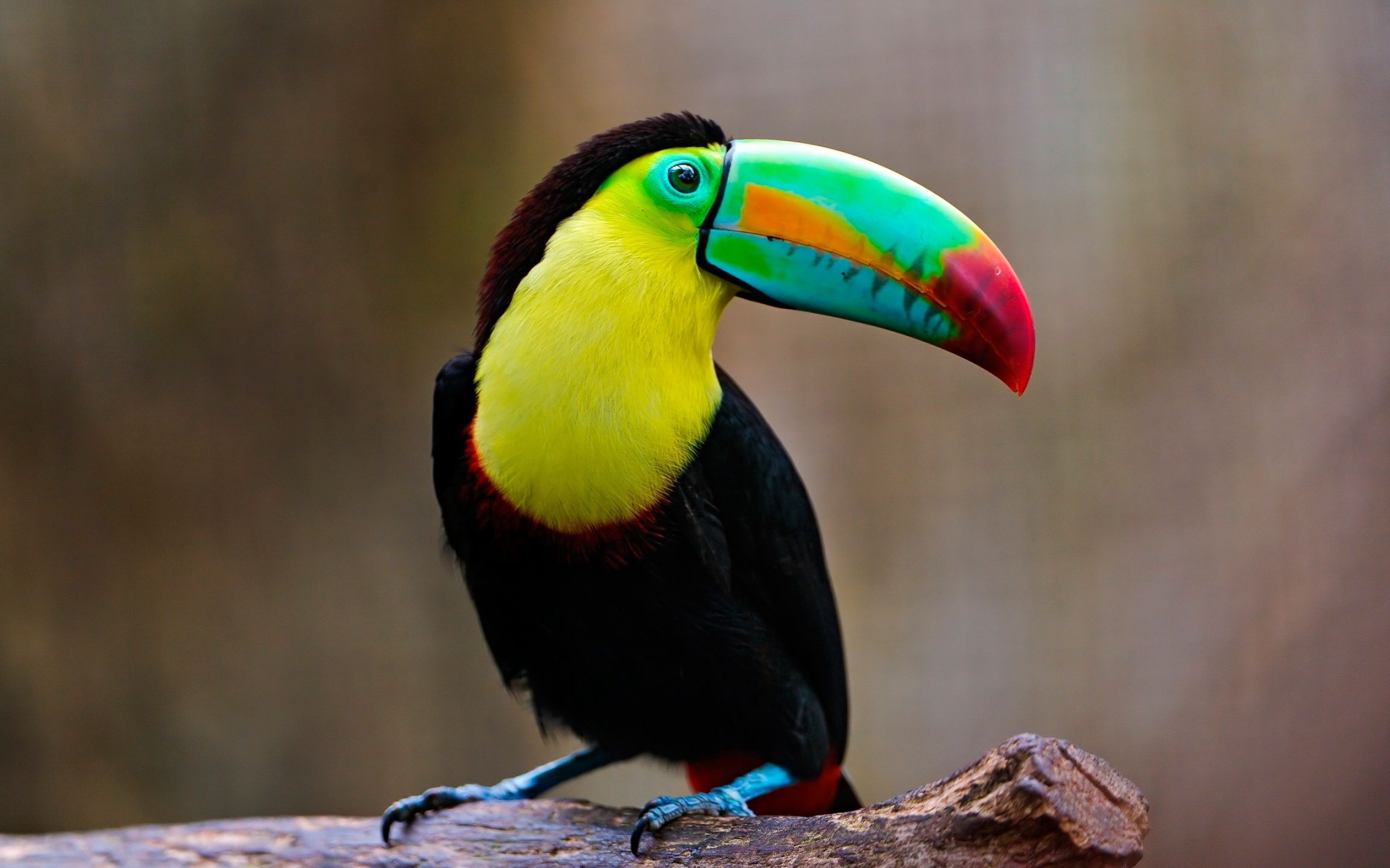Stunning toucan, Nature's artwork, Colorful feathers, Free backgrounds, 2560x1600 HD Desktop