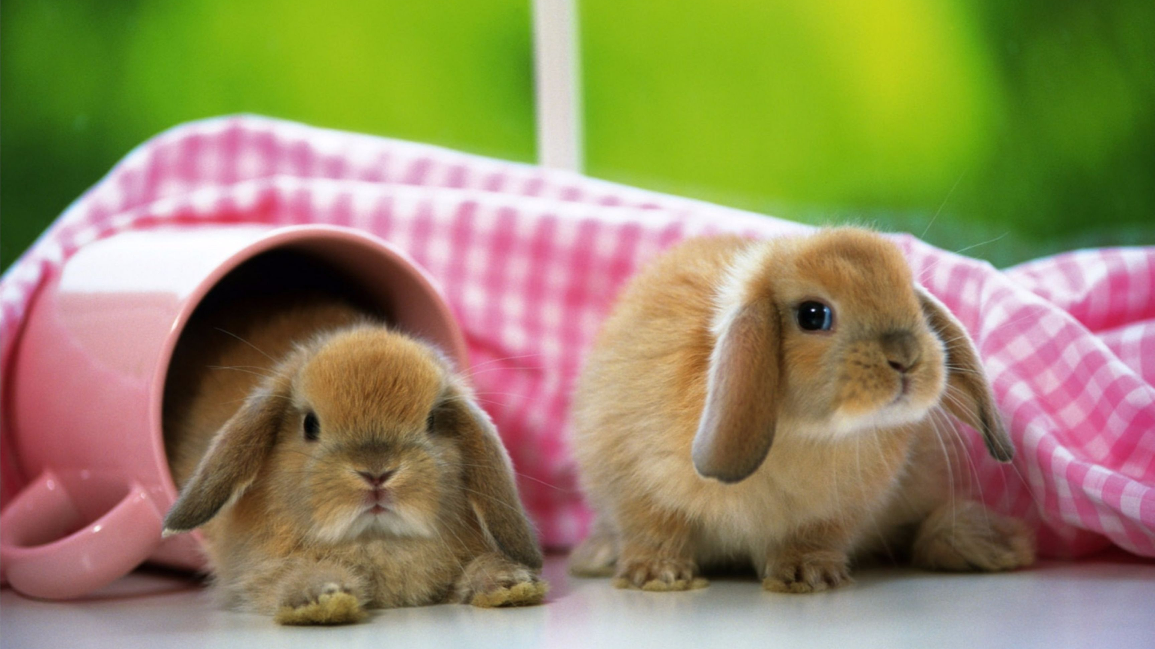 Bunny: American Fuzzy Lop, Rabbit breed, ARBA. 3840x2160 4K Wallpaper.