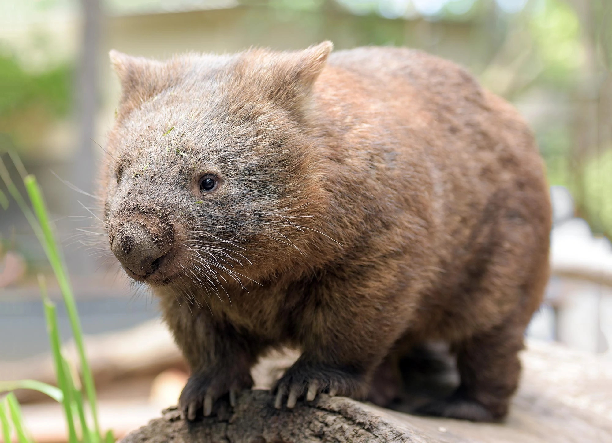 Wombat wiki, Animal facts, Tier zoo, 2000x1450 HD Desktop