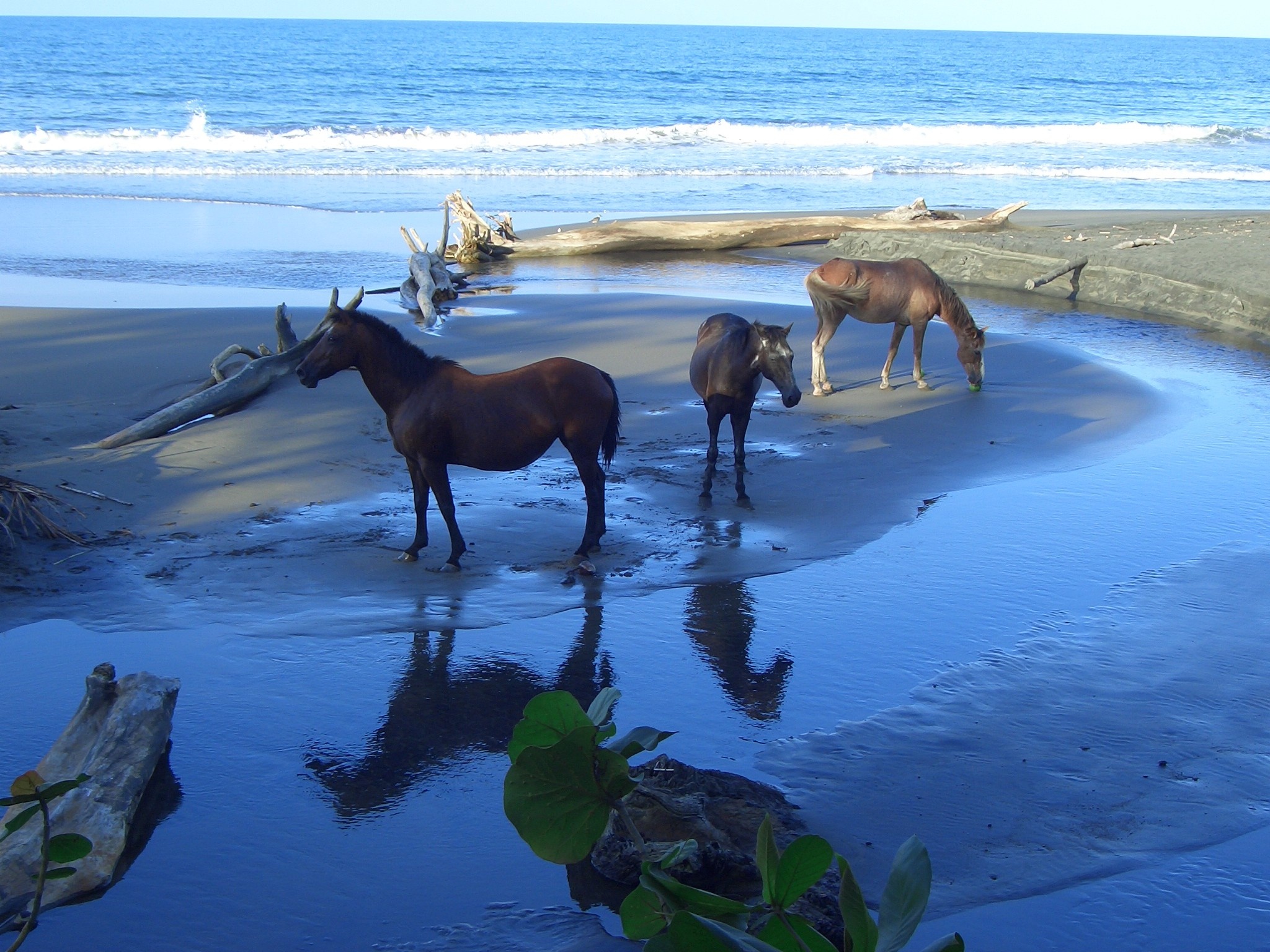 Corpus Christi travel, Horses on the beach wallpaper, 46, 2050x1540 HD Desktop
