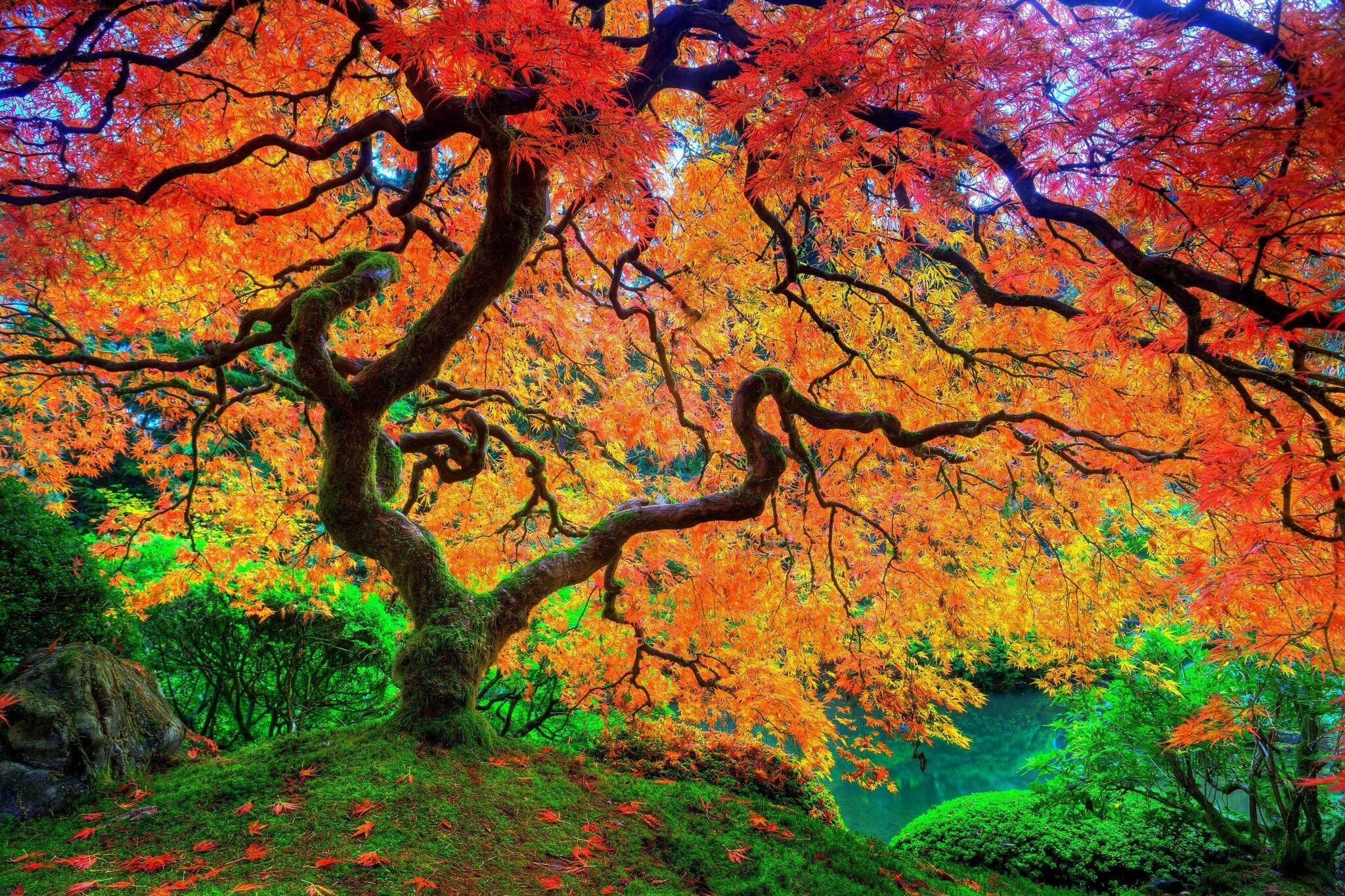 Japanese maple, Captivating backgrounds, Nature's art, Authentic beauty, 2050x1370 HD Desktop