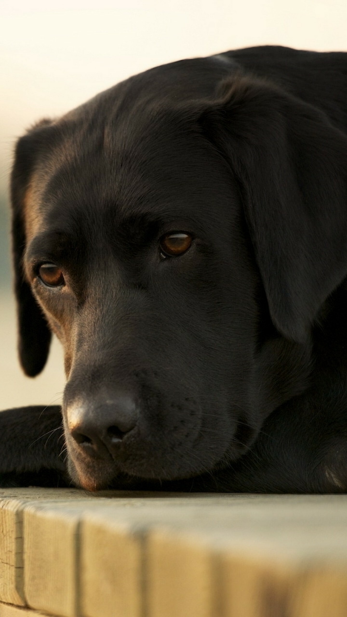 Labrador Retriever: A breed of sporting dog, Animals, Carnivore. 1440x2560 HD Background.