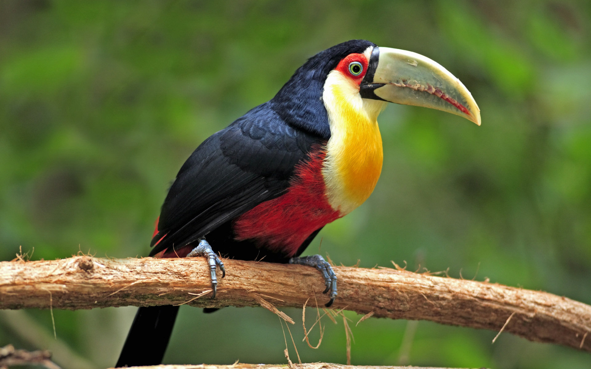 Toucan, 130 colorful wallpapers, Exotic bird photos, Tropical beauty, 1920x1200 HD Desktop