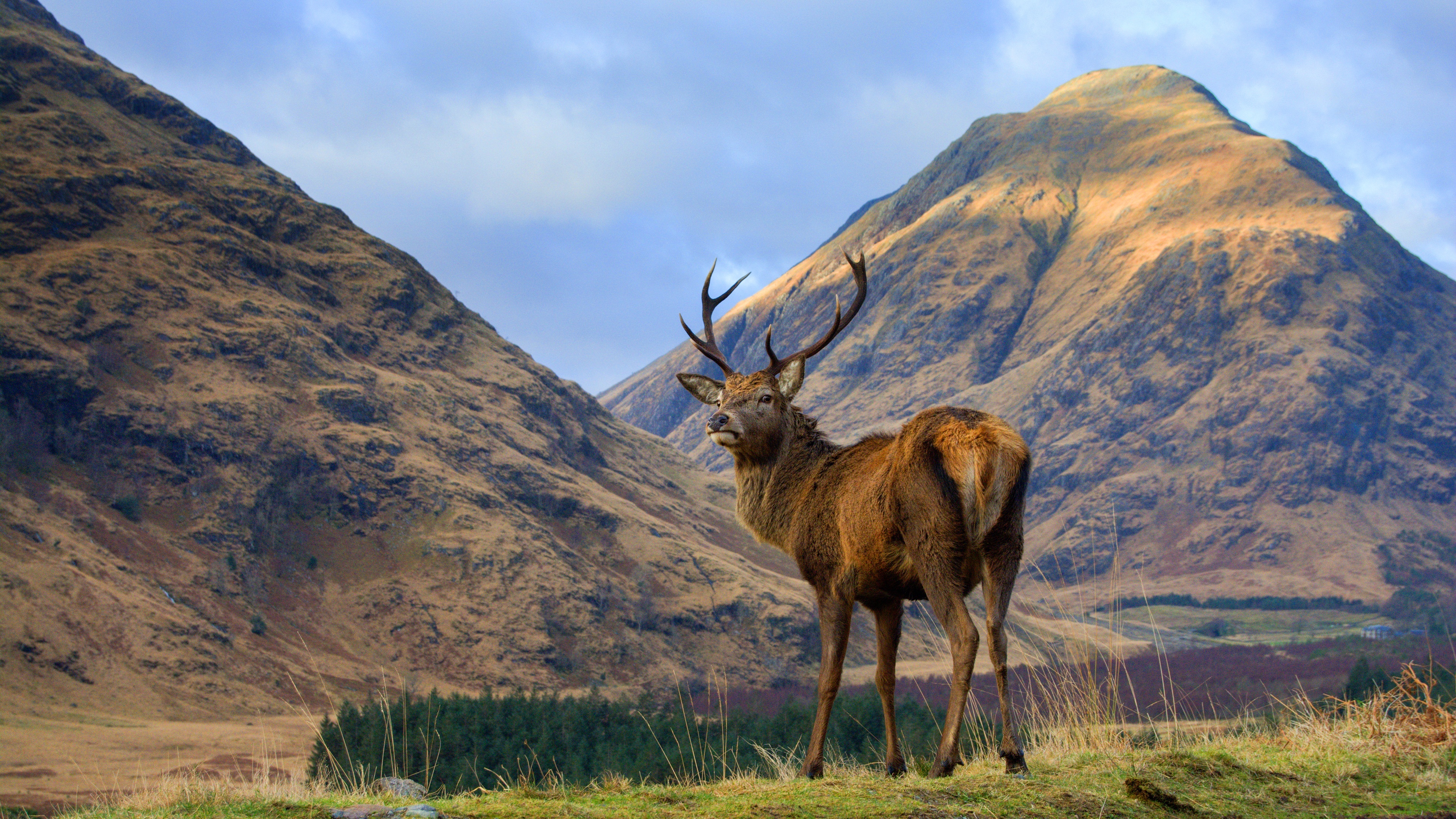 Graceful deer, Majestic wildlife, Nature's beauty, Stunning backgrounds, 3840x2160 4K Desktop