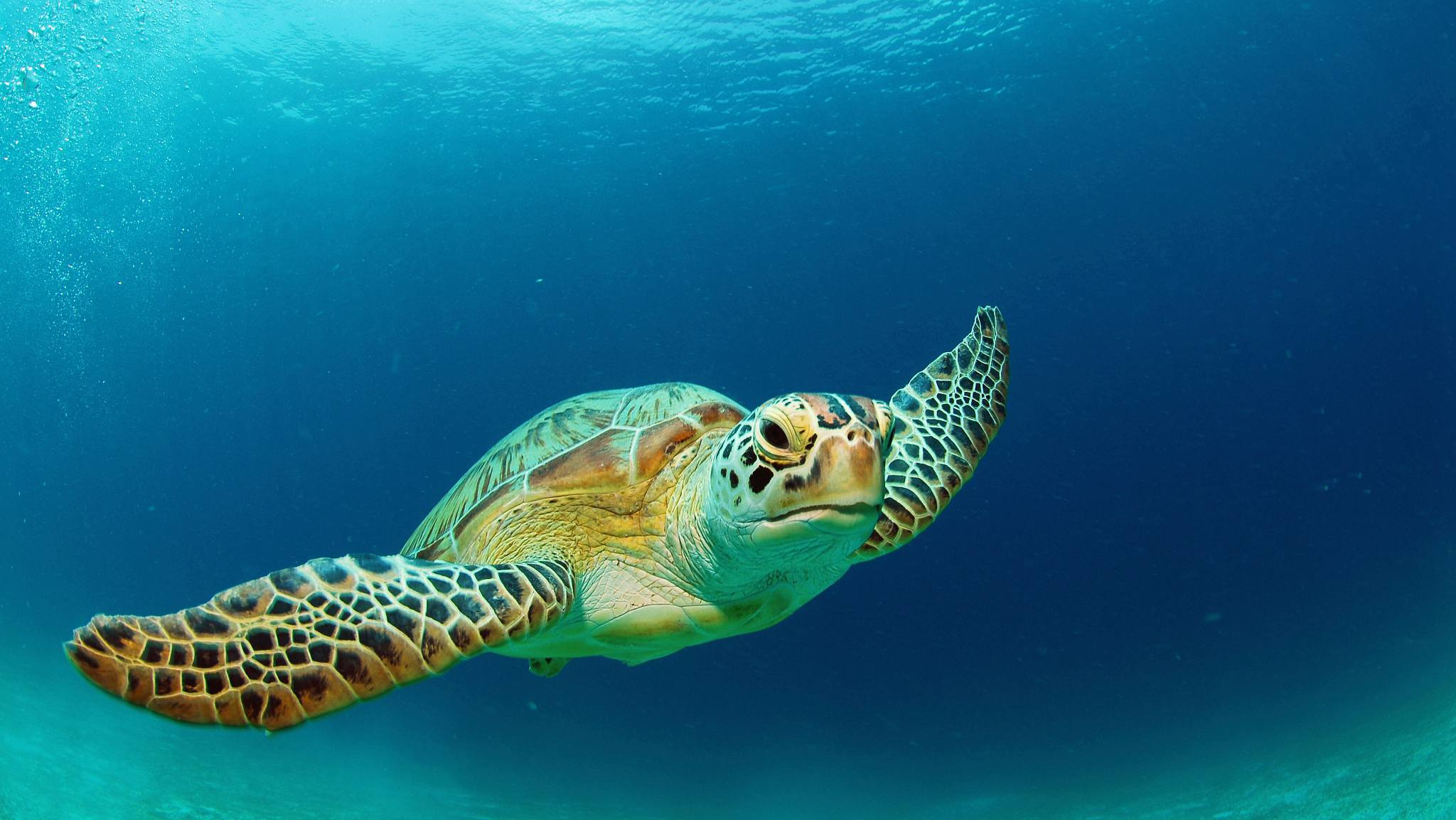 Need of protection, Green sea turtles, CGTN, Sea turtle, 2050x1160 HD Desktop