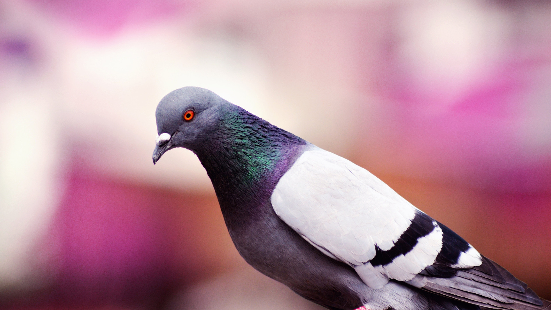 Pigeon: Doves are able to navigate using the Earth's magnetic field. 1920x1080 Full HD Background.