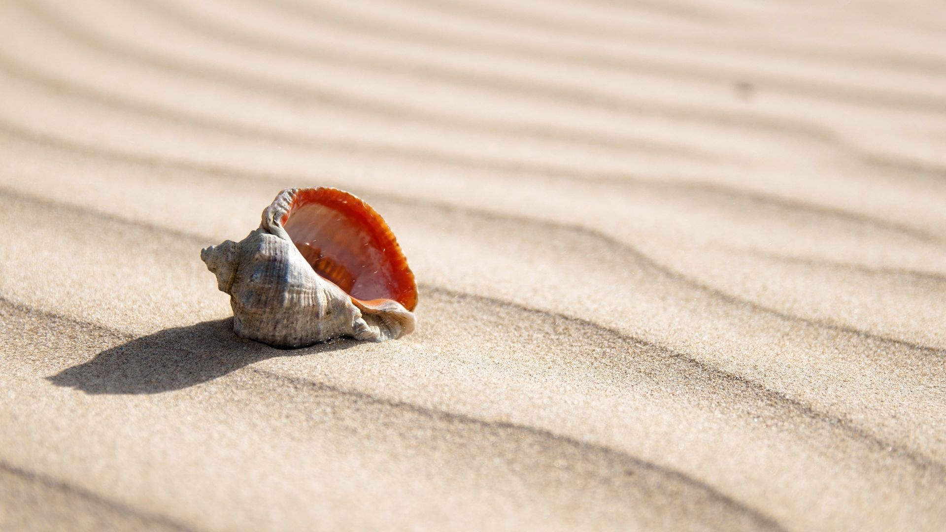 Sea Shell: Its color comes from the environment of the mollusks. 1920x1080 Full HD Wallpaper.