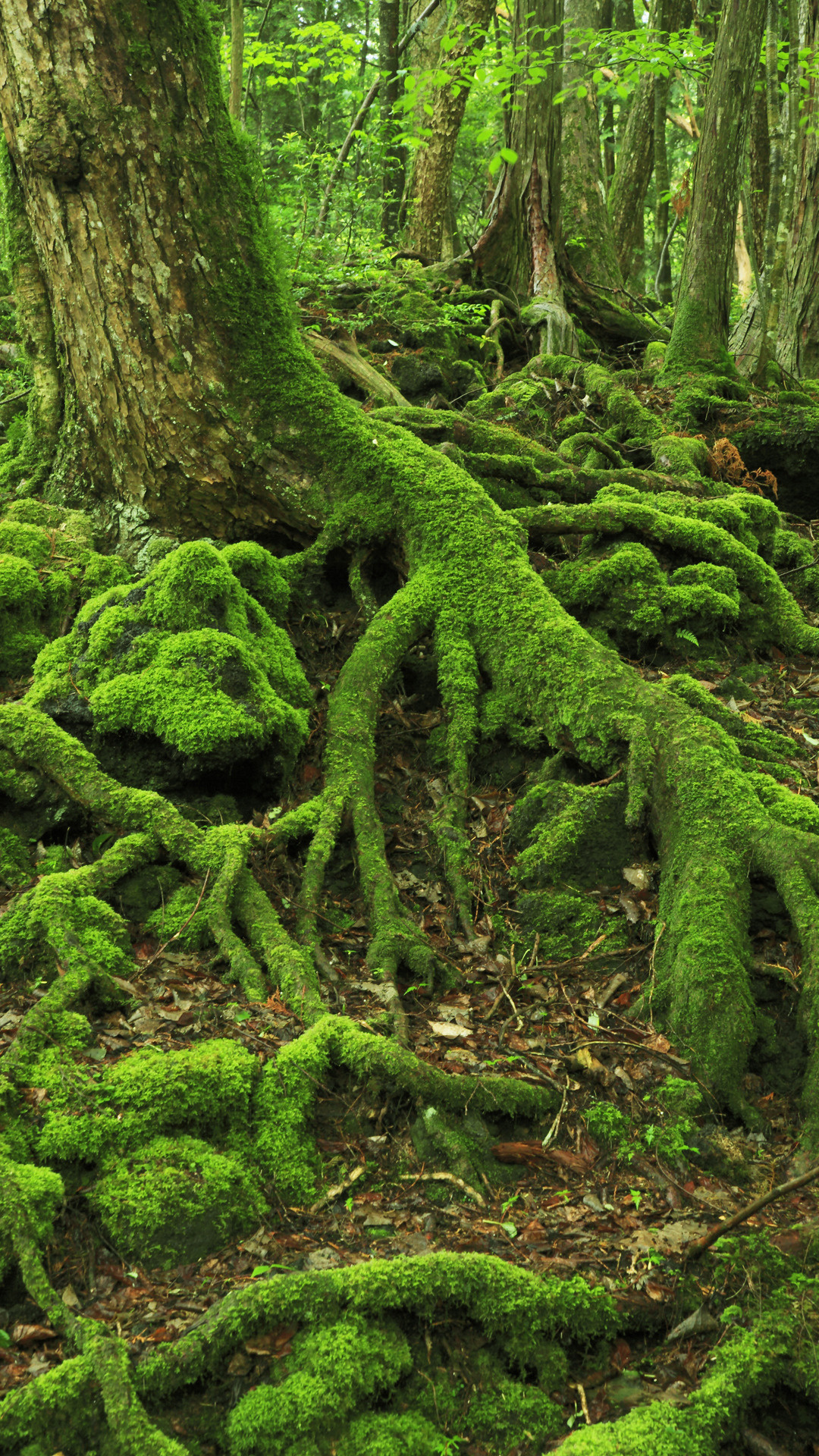 Reise durch faszinierende Regenwälder weltweit, 1080x1920 Full HD Handy