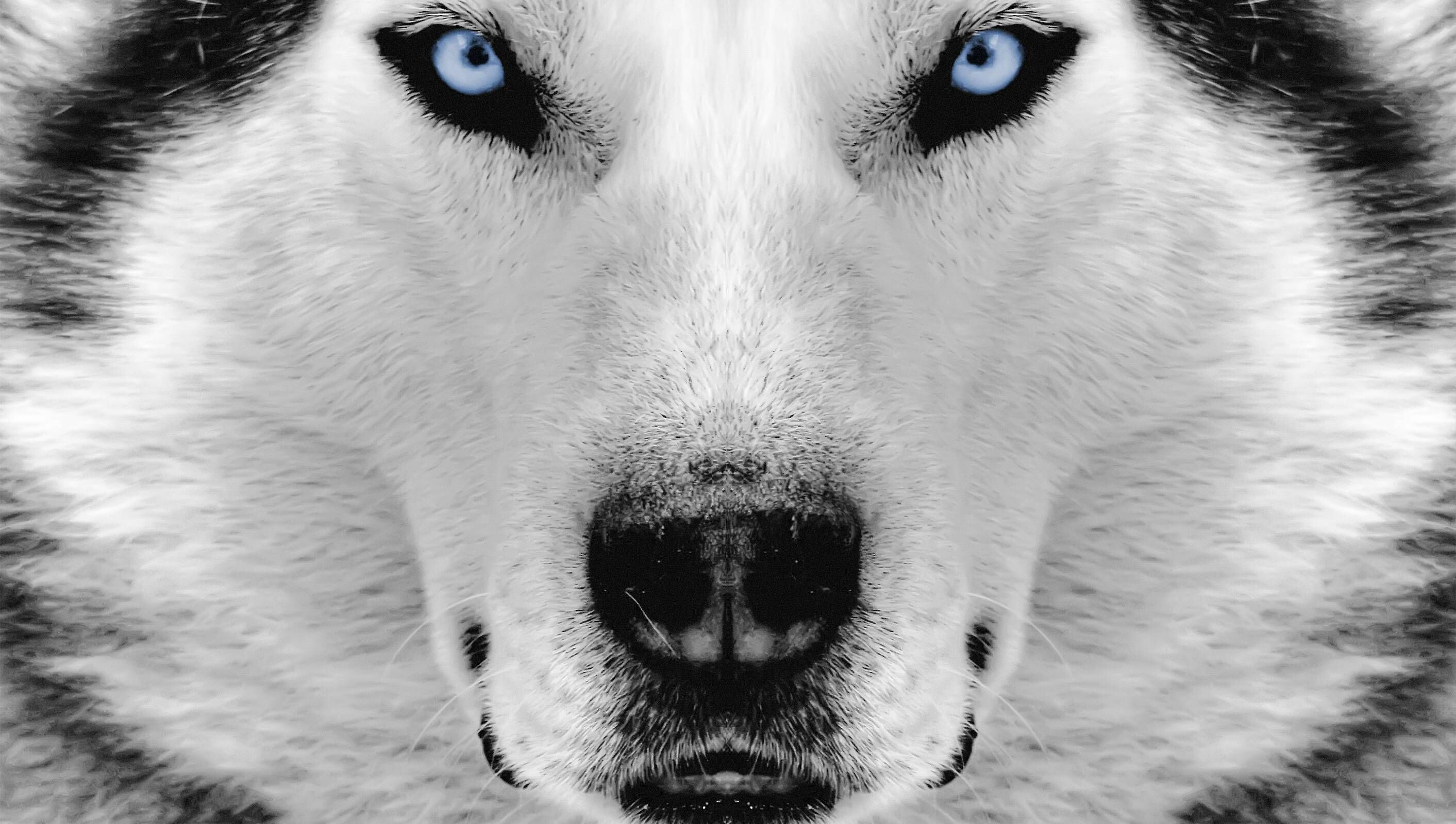 Siberian Husky, Black coat, Majestic eyes, Snowy landscapes, 2830x1600 HD Desktop