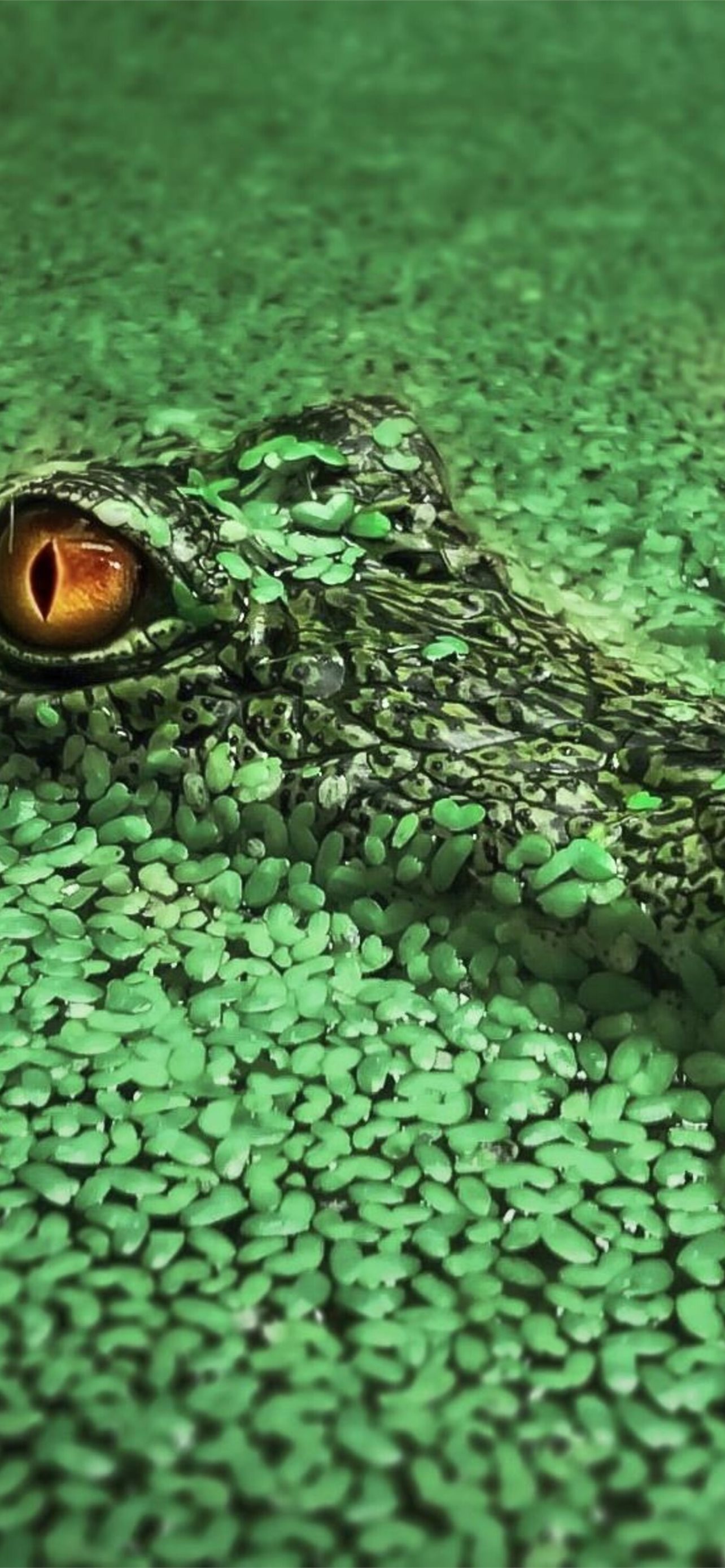 Crocodile: Alligators, Apex predators critical to the biodiversity of their habitat. 1290x2780 HD Wallpaper.