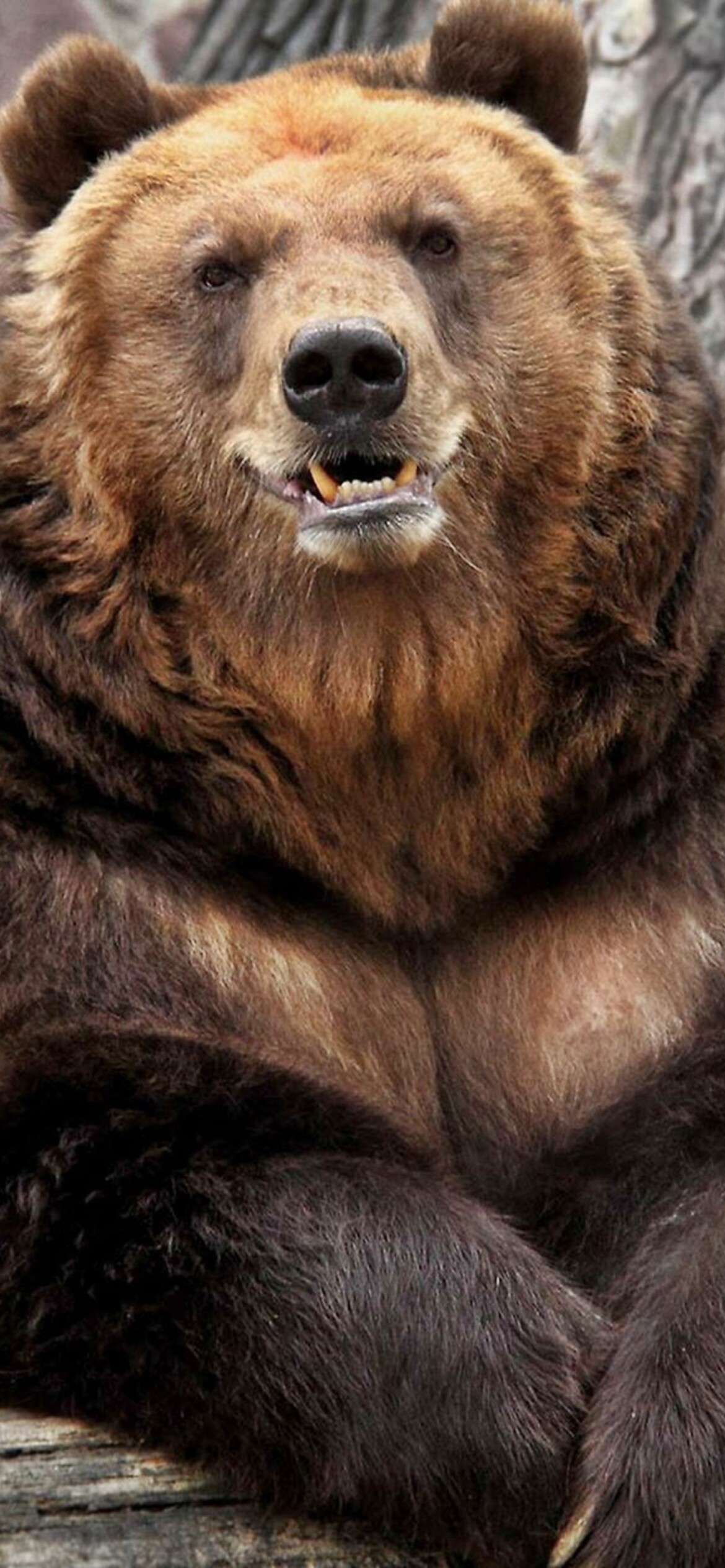 Bear: Grizzly, Distinguished by its large size and a distinctive hump between the shoulders. 1170x2540 HD Background.