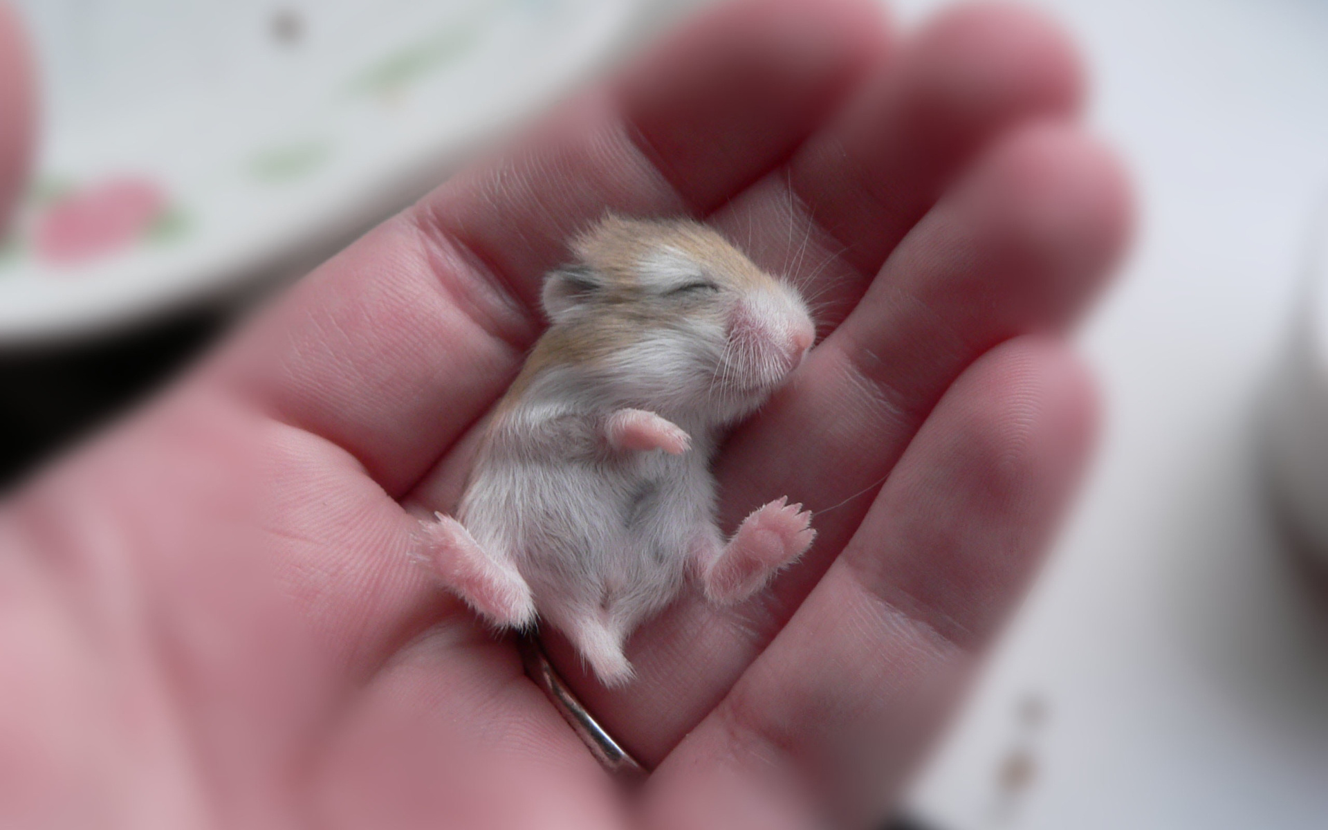 Baby hamster wallpaper, Widescreen desktop view, Cute and tiny, Fluffy little pet, 1920x1200 HD Desktop