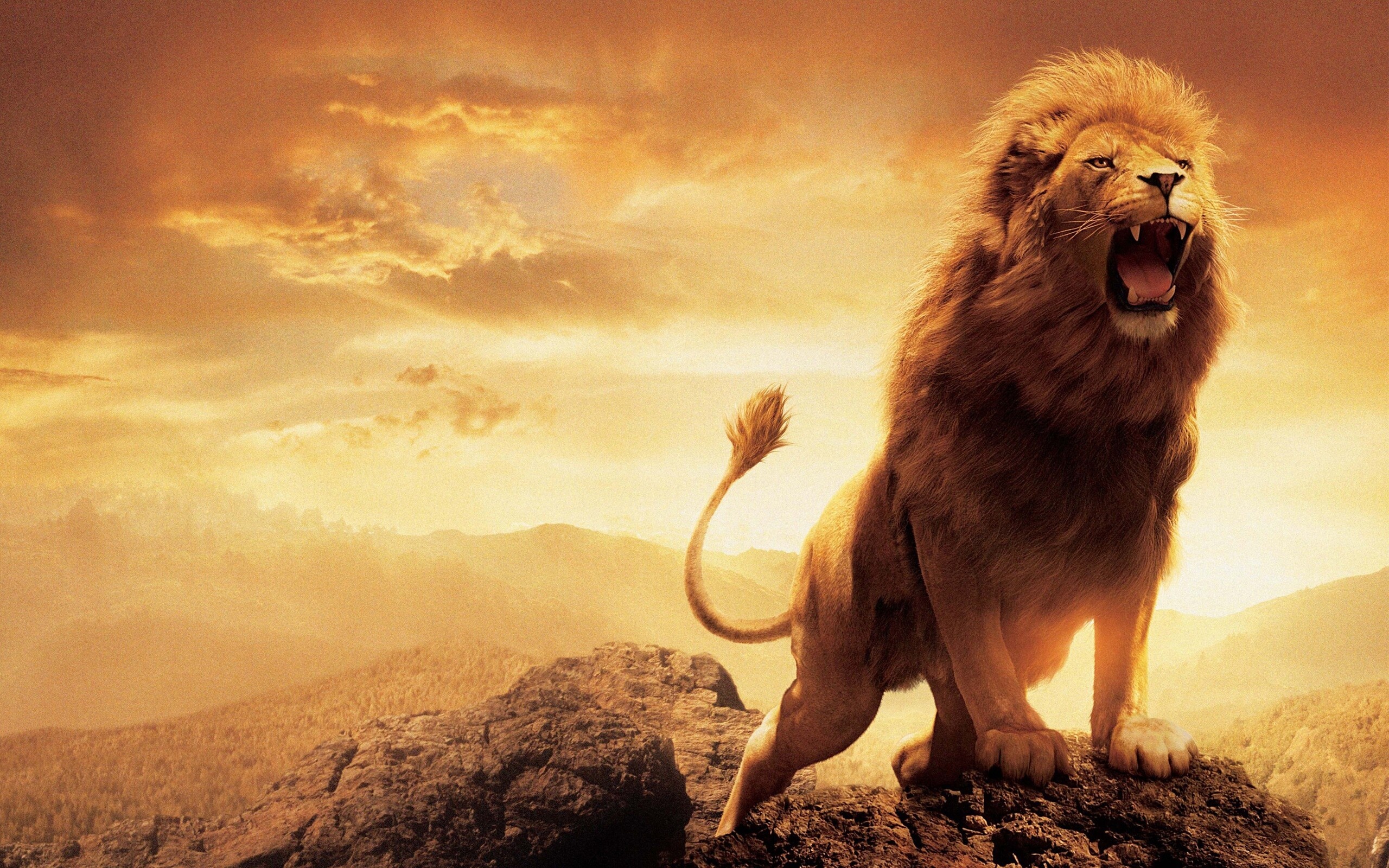 Chronicles of Narnia, Lion's resolution, HD images, Photos, 2560x1600 HD Desktop