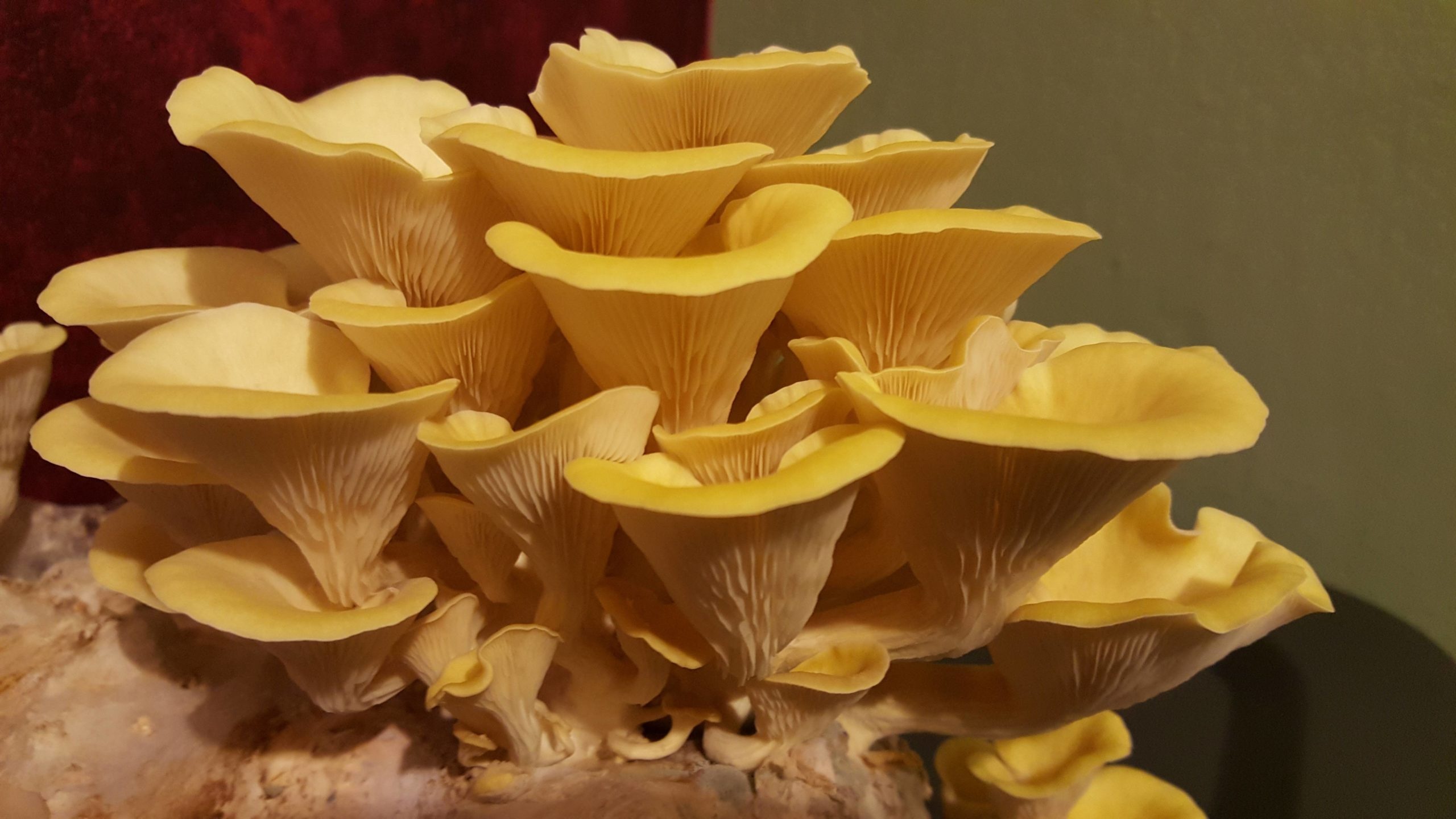 Pleurotus citrinopileatus, Golden oyster mushrooms, Health benefits, Mushroom identification, 2560x1440 HD Desktop