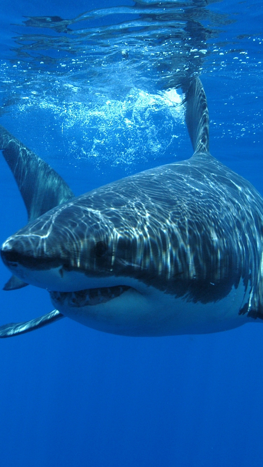 Great White Shark: Can roll eyeballs during attack to prevent eye injury. 1080x1920 Full HD Wallpaper.