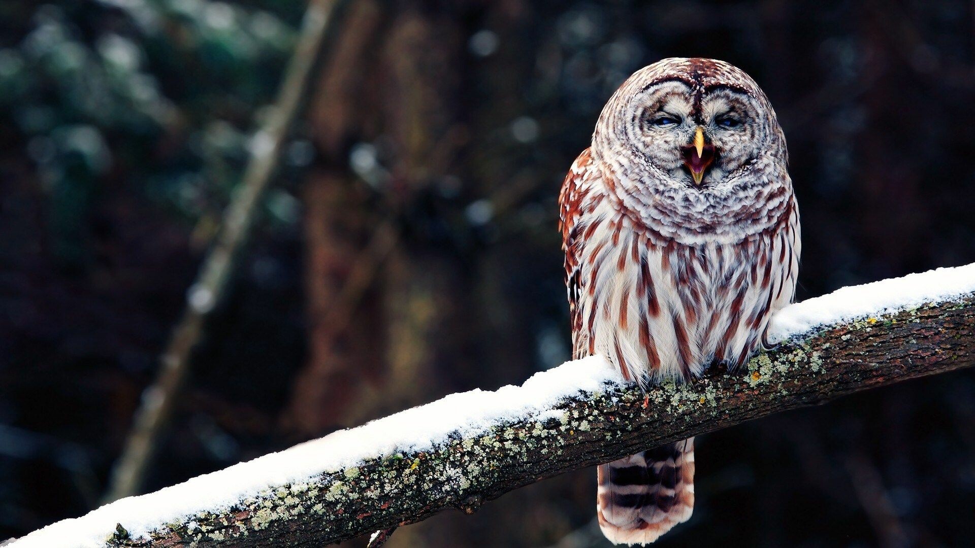 Owl: Owls are most commonly found in single pairs or small family units. 1920x1080 Full HD Background.