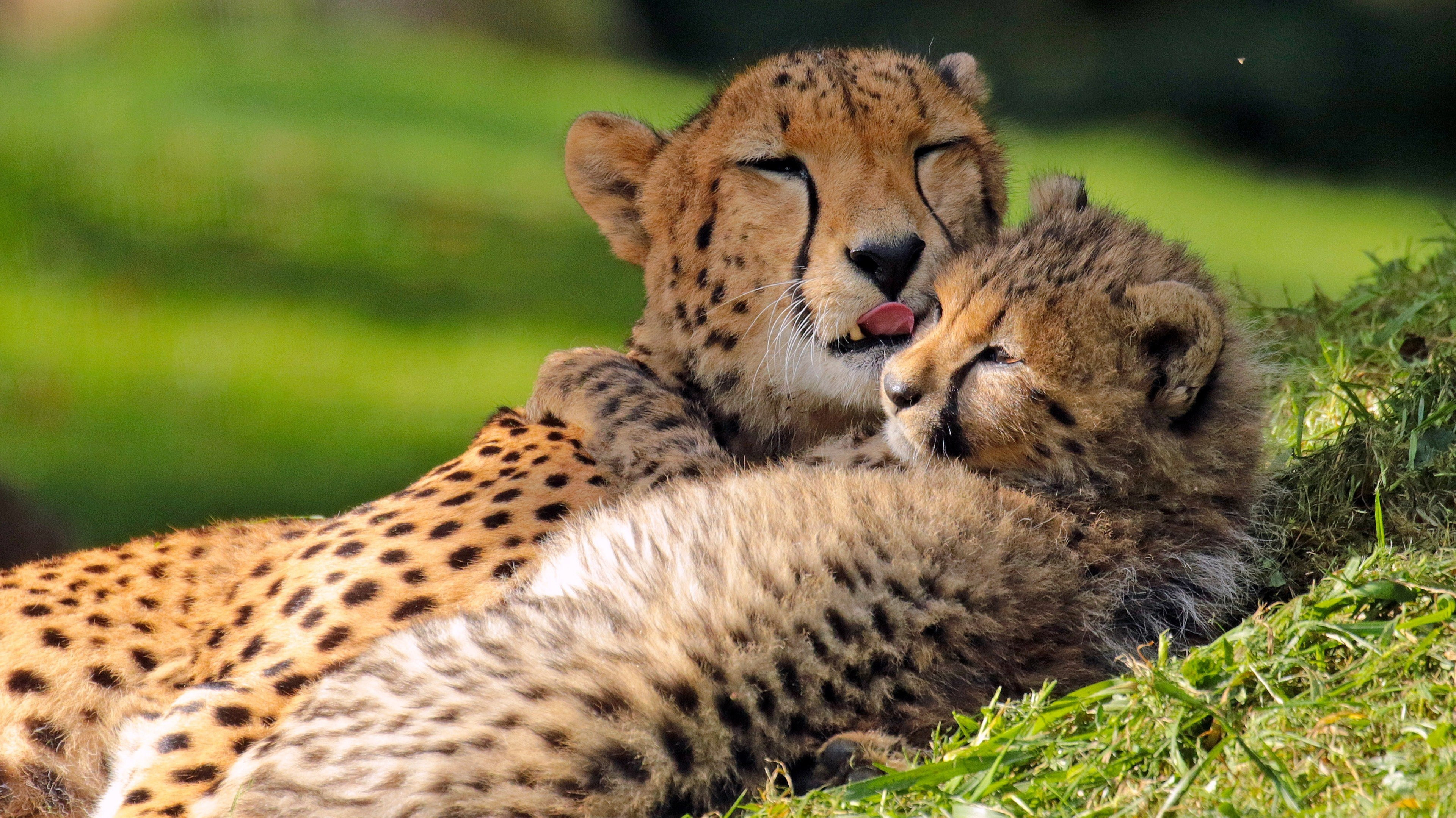 Widescreen 4K cheetah cub, Cute and curious, Striking desktop background, Feline innocence, 3840x2160 4K Desktop