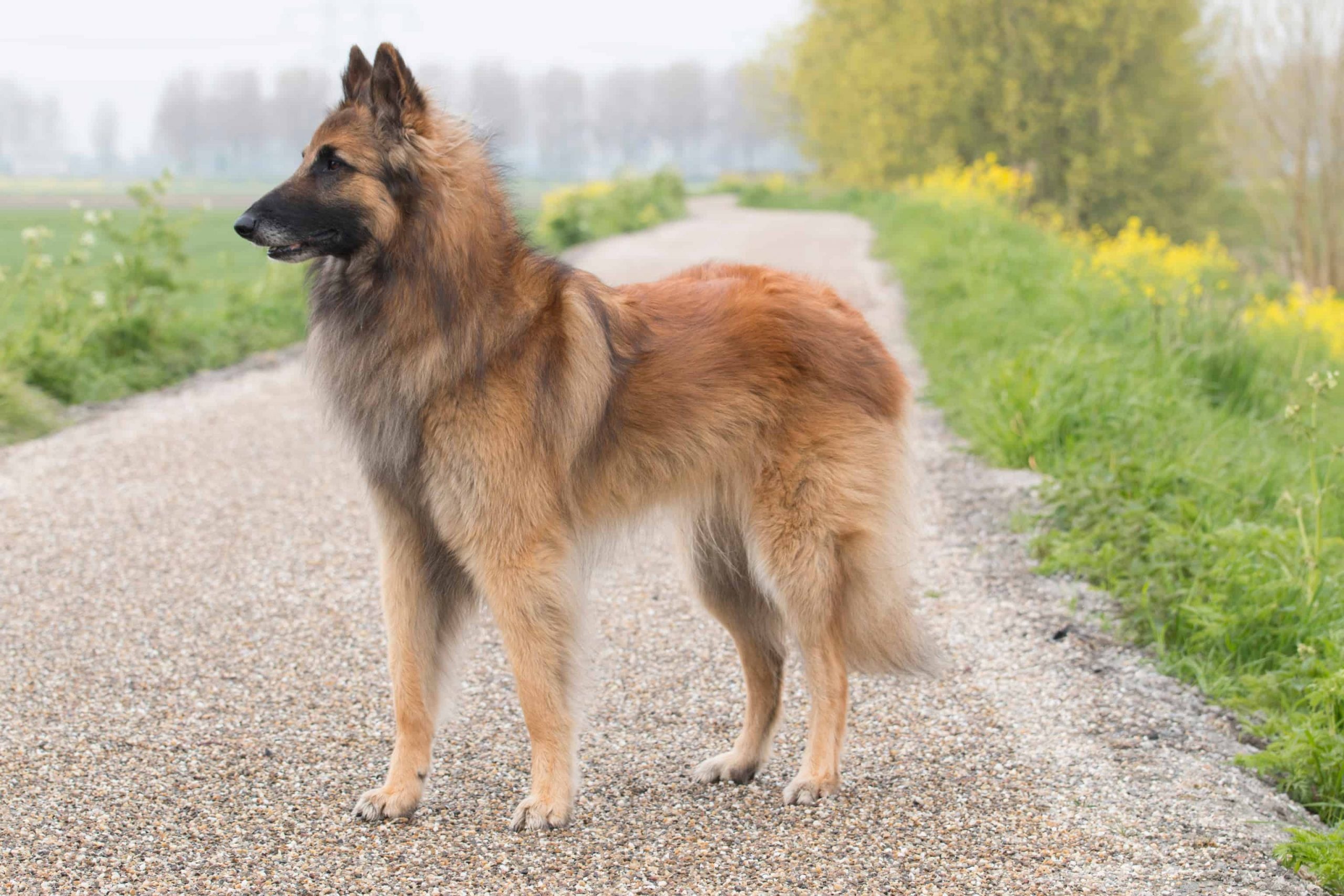 Belgian Shepherd, Tervuren update, Breed information, Dog lovers, 2560x1710 HD Desktop